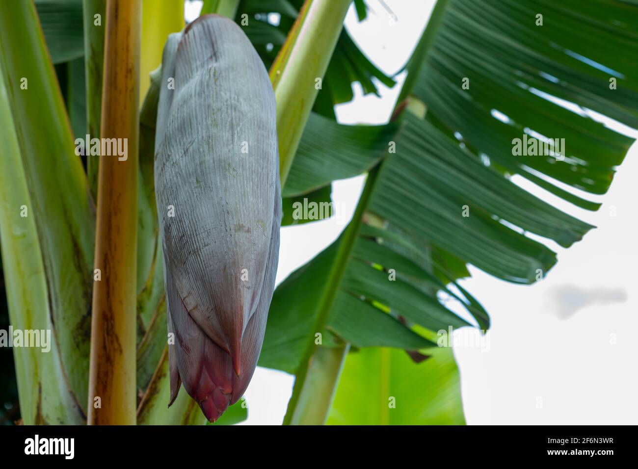 Banana (Musa) gemma su albero. Foto Stock