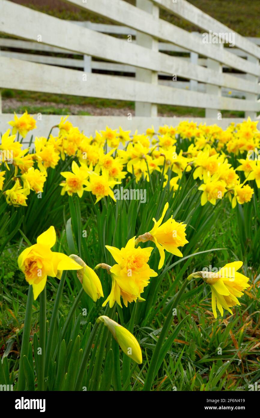 Daffodil, Yaquina Head Outstanding Natural Area, Newport, Oregon Foto Stock