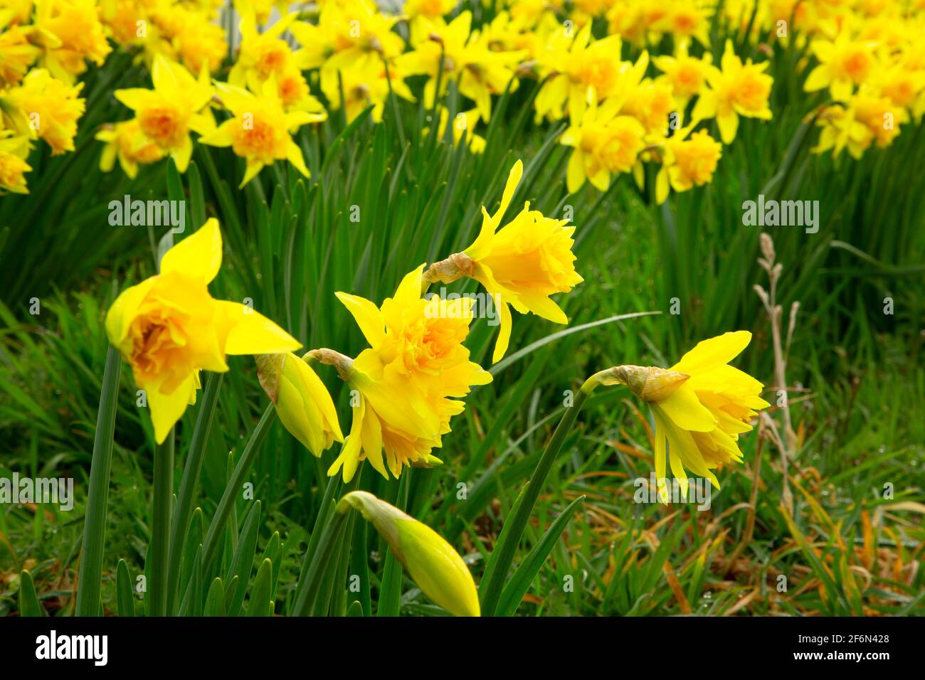 Daffodil, Yaquina Head Outstanding Natural Area, Newport, Oregon Foto Stock