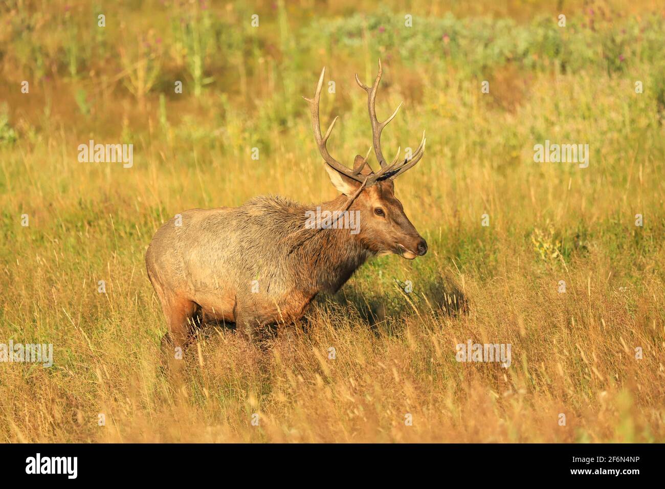 Giovane alce toro durante la rut autunnale Foto Stock