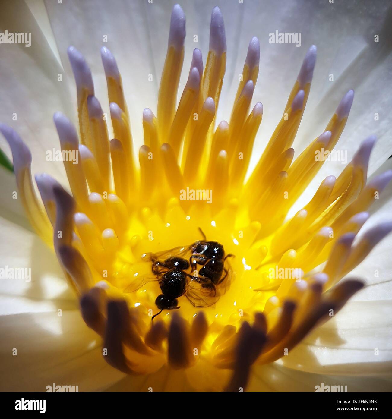 Due api di miele che giacciono morte in un ninfea dopo annegamento in acqua. Foto Stock