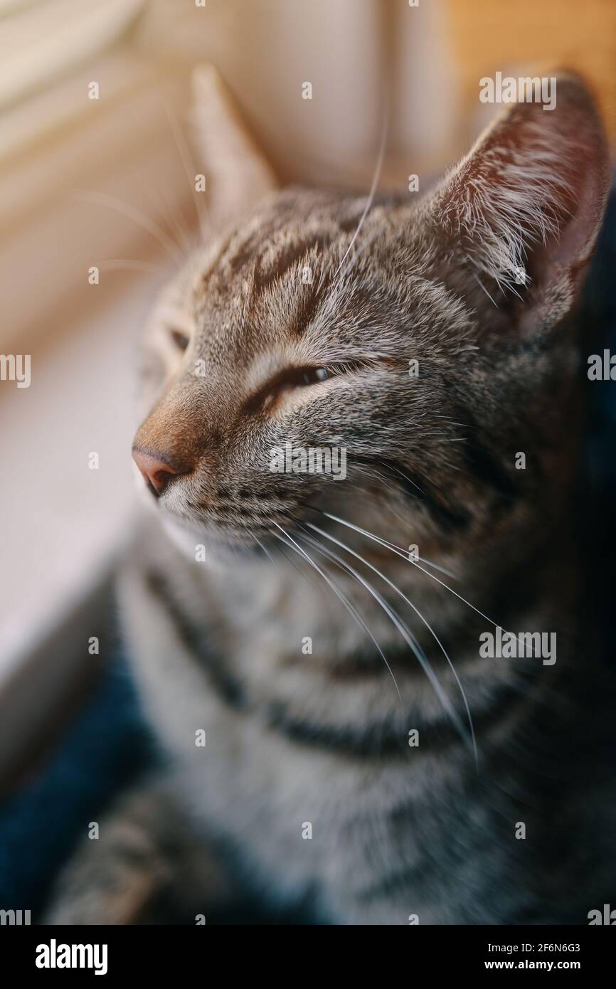 Tabby pussycat dormire vicino Windowsill. Il gatto domestico sta riposando nel divano degli animali domestici. Finestra e luce solare sullo sfondo. Primo piano ritratto animale. Foto Stock