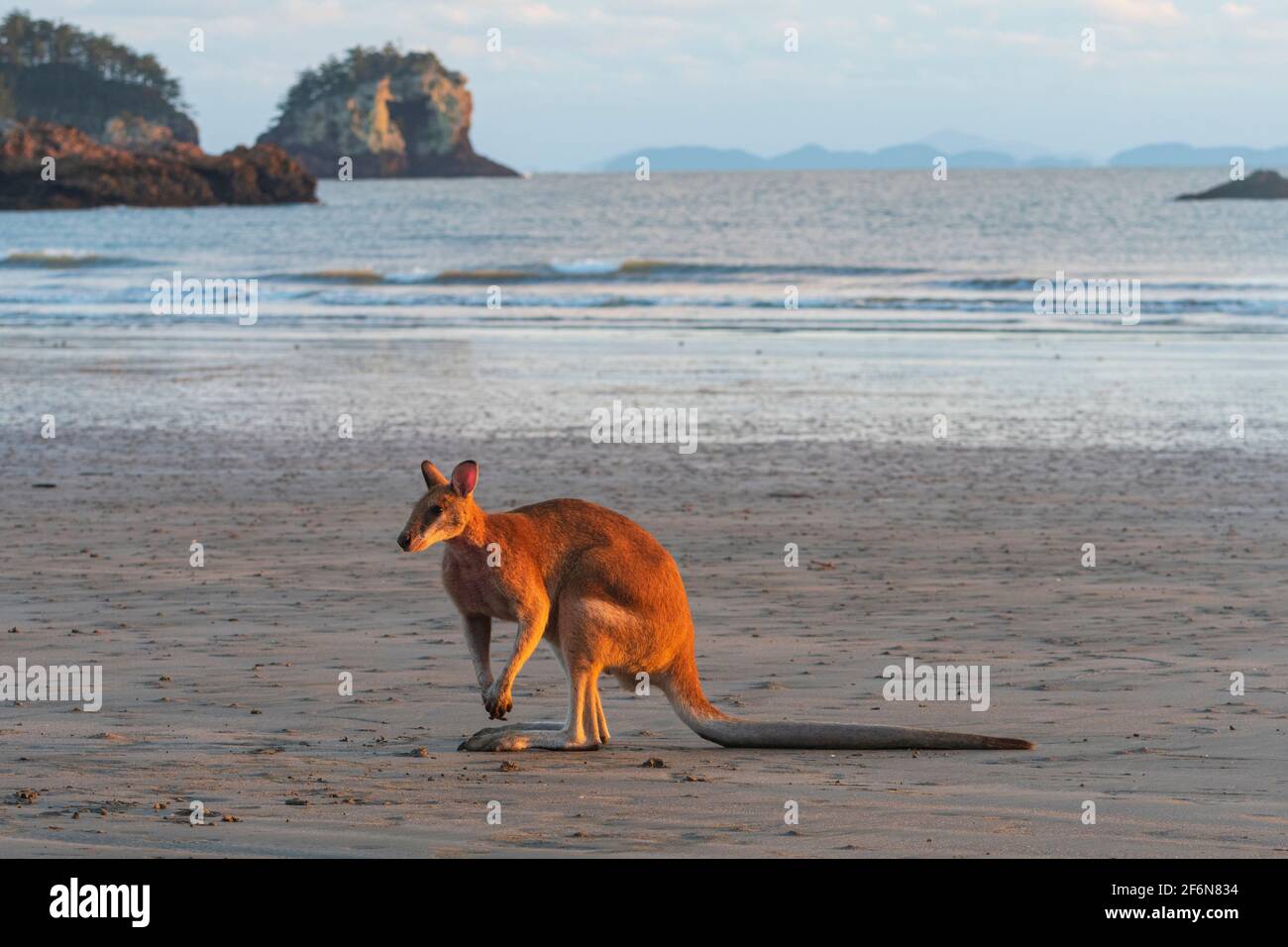 Agile Wallaby (Macropus agilis) in piedi sulla spiaggia all'alba, Cape Hillsborough, Queensland, QLD, Australia Foto Stock