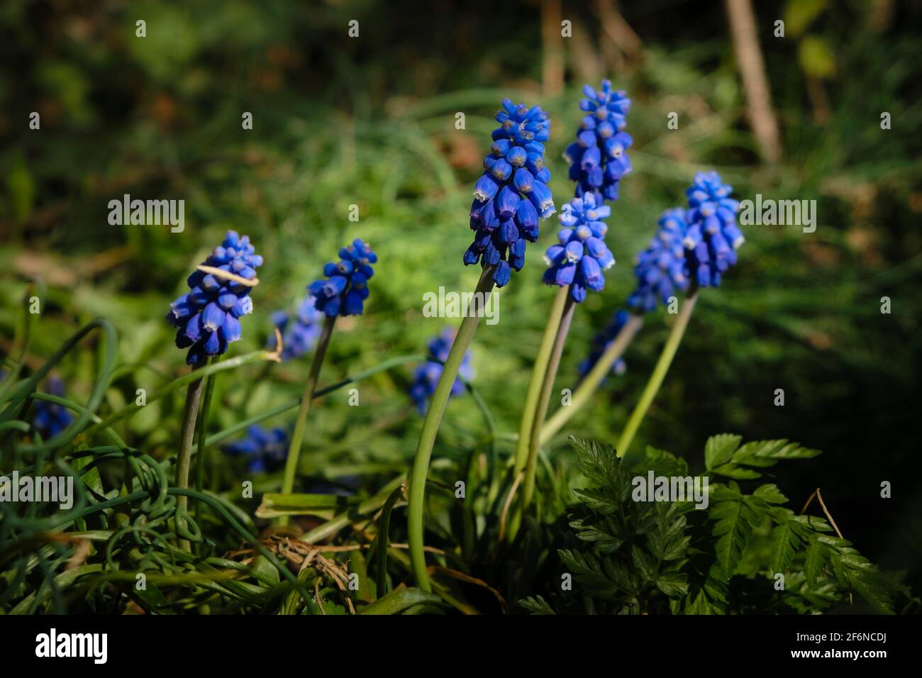 Giacinto blu in sole giornate di primavera Foto Stock