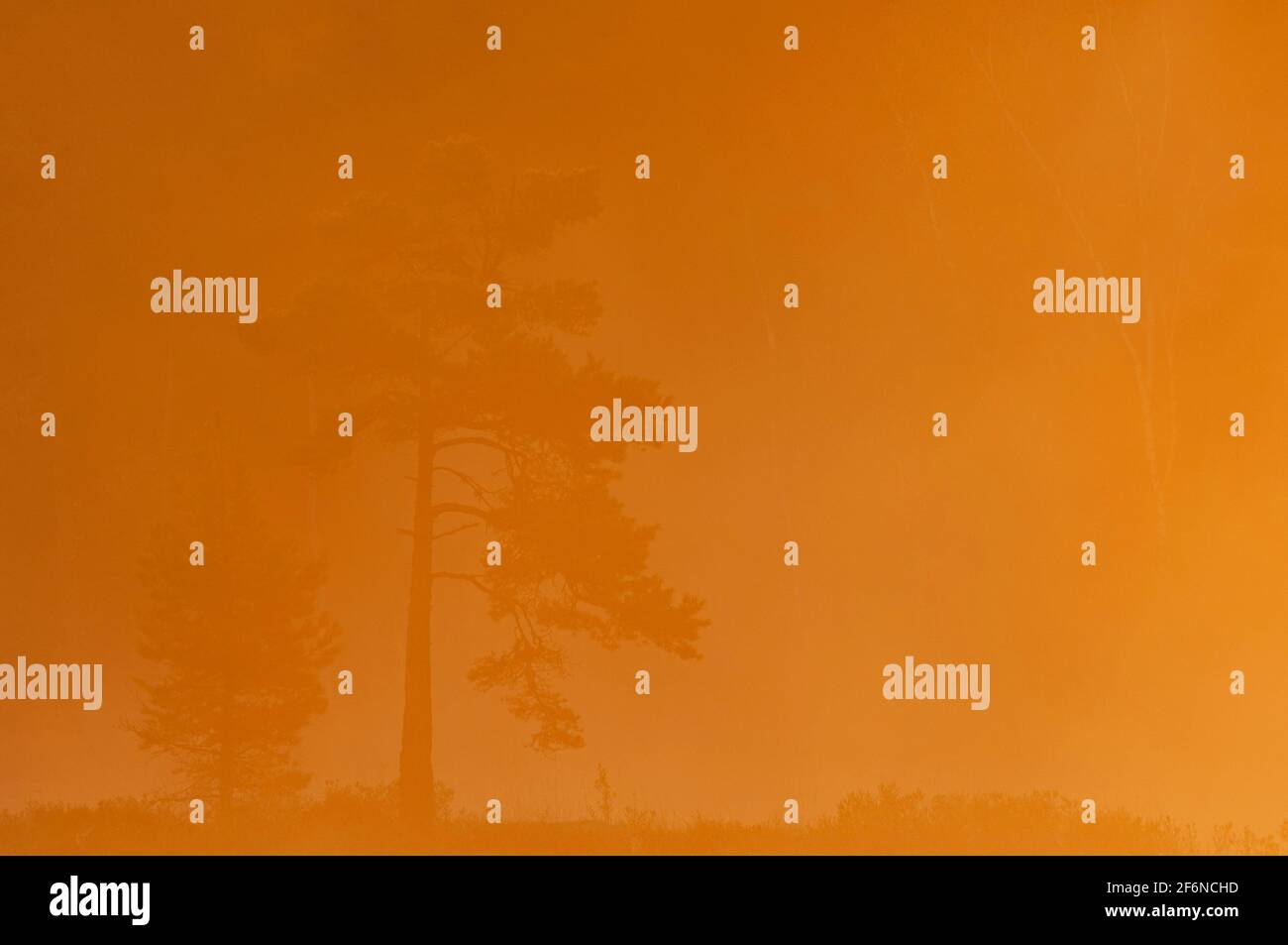 Alberi in piedi in nebbia all'alba Foto Stock