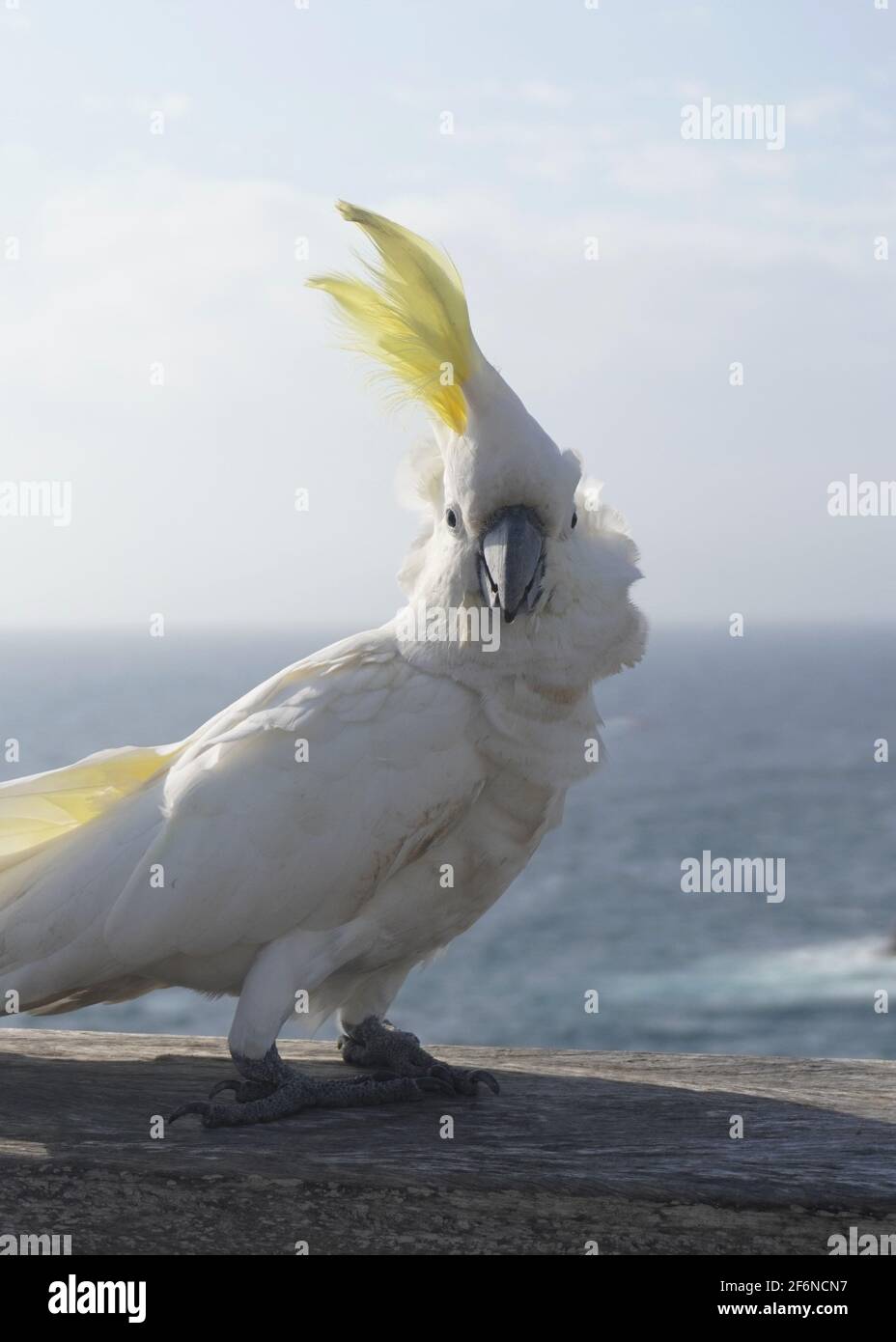 Ritratto di un Cockatoo solforato che ha una Bad Hair Day Foto Stock