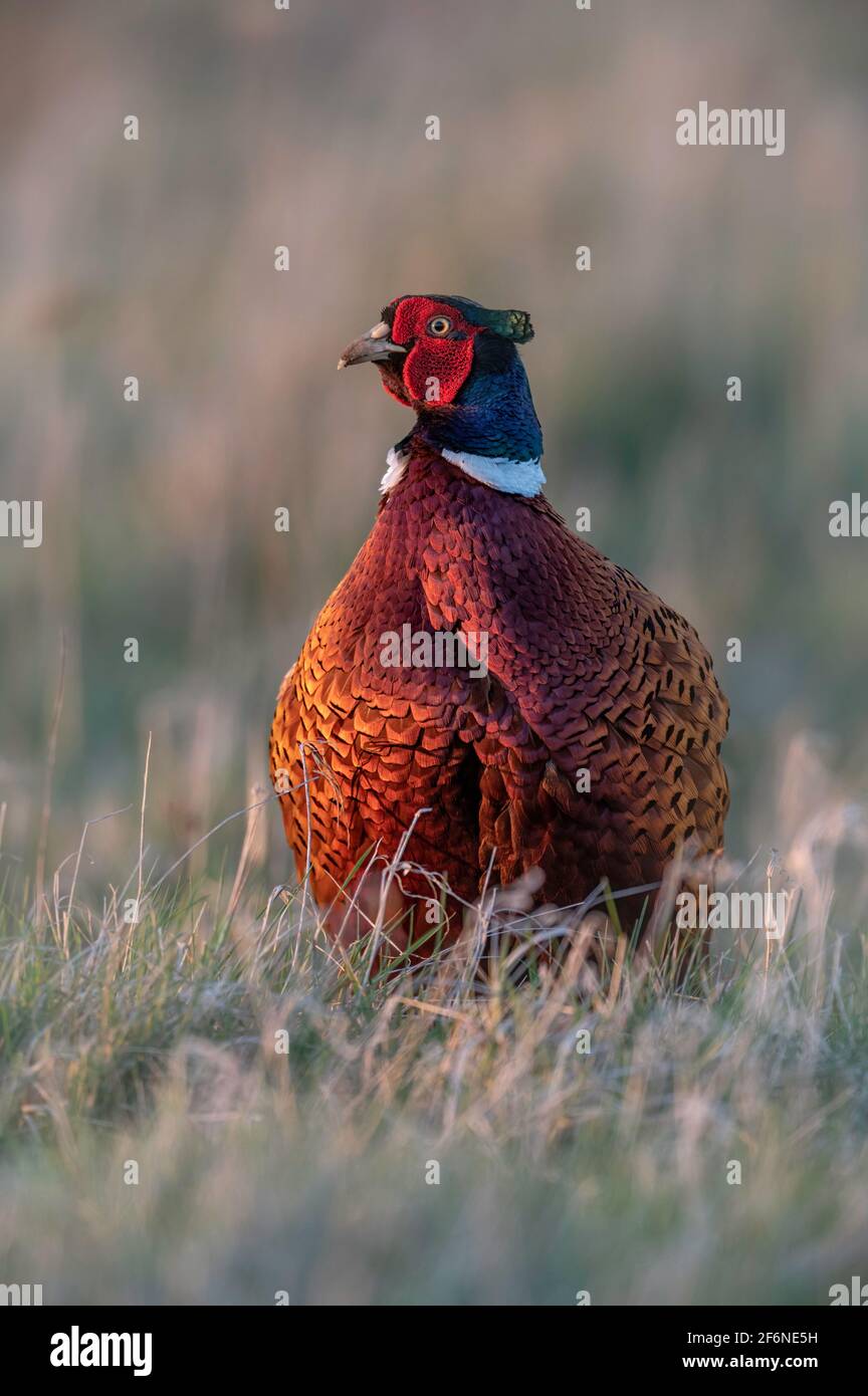 Comune fagiano Phasianus colchicus sedette in un campo erbaceo coperto nella sera luce del sole Norfolk, UK Foto Stock