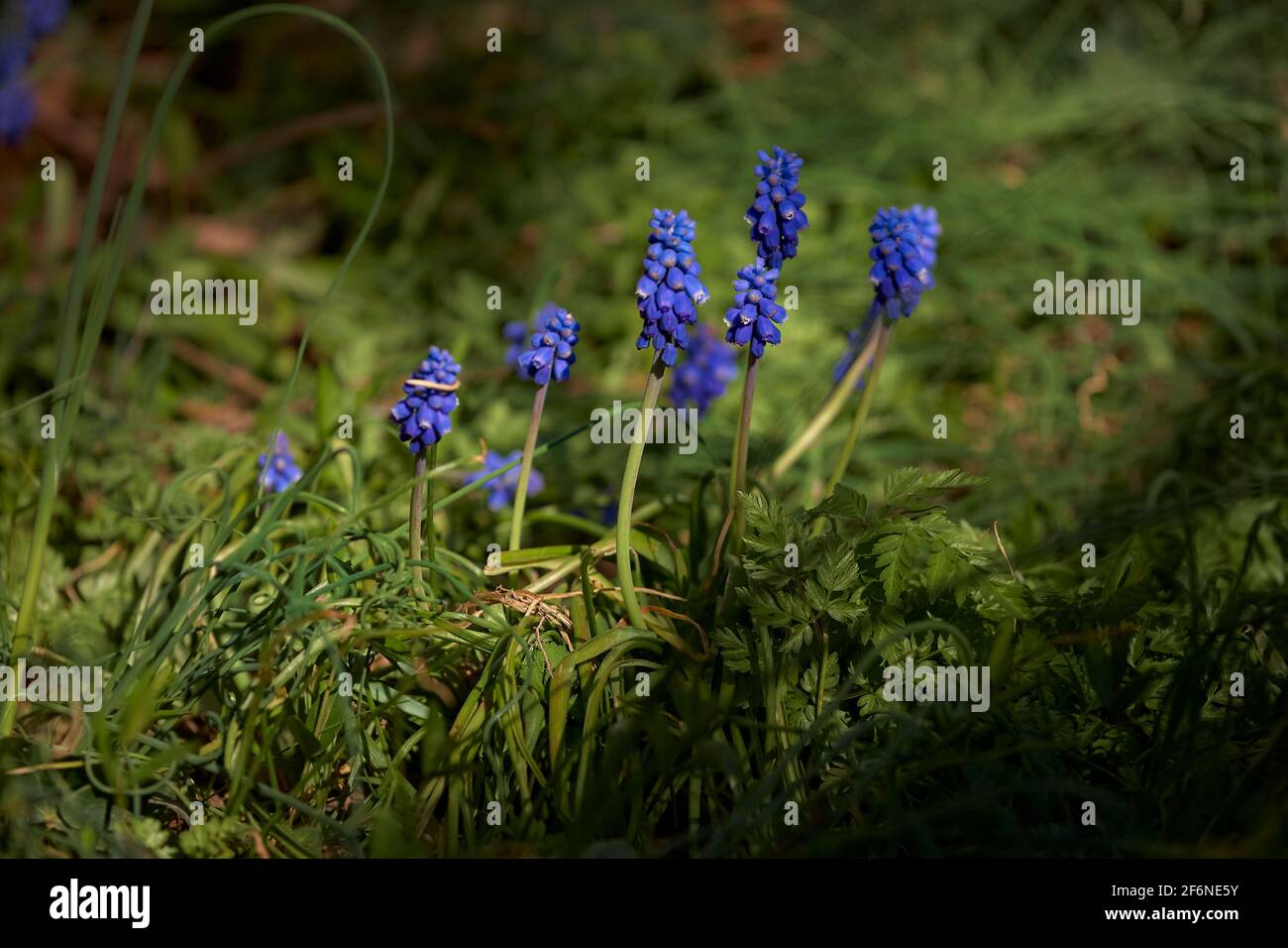 Giacinto blu in sole giornate di primavera Foto Stock