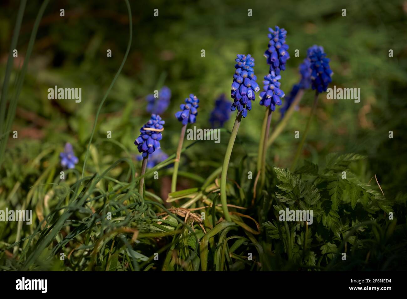 Giacinto blu in sole giornate di primavera Foto Stock