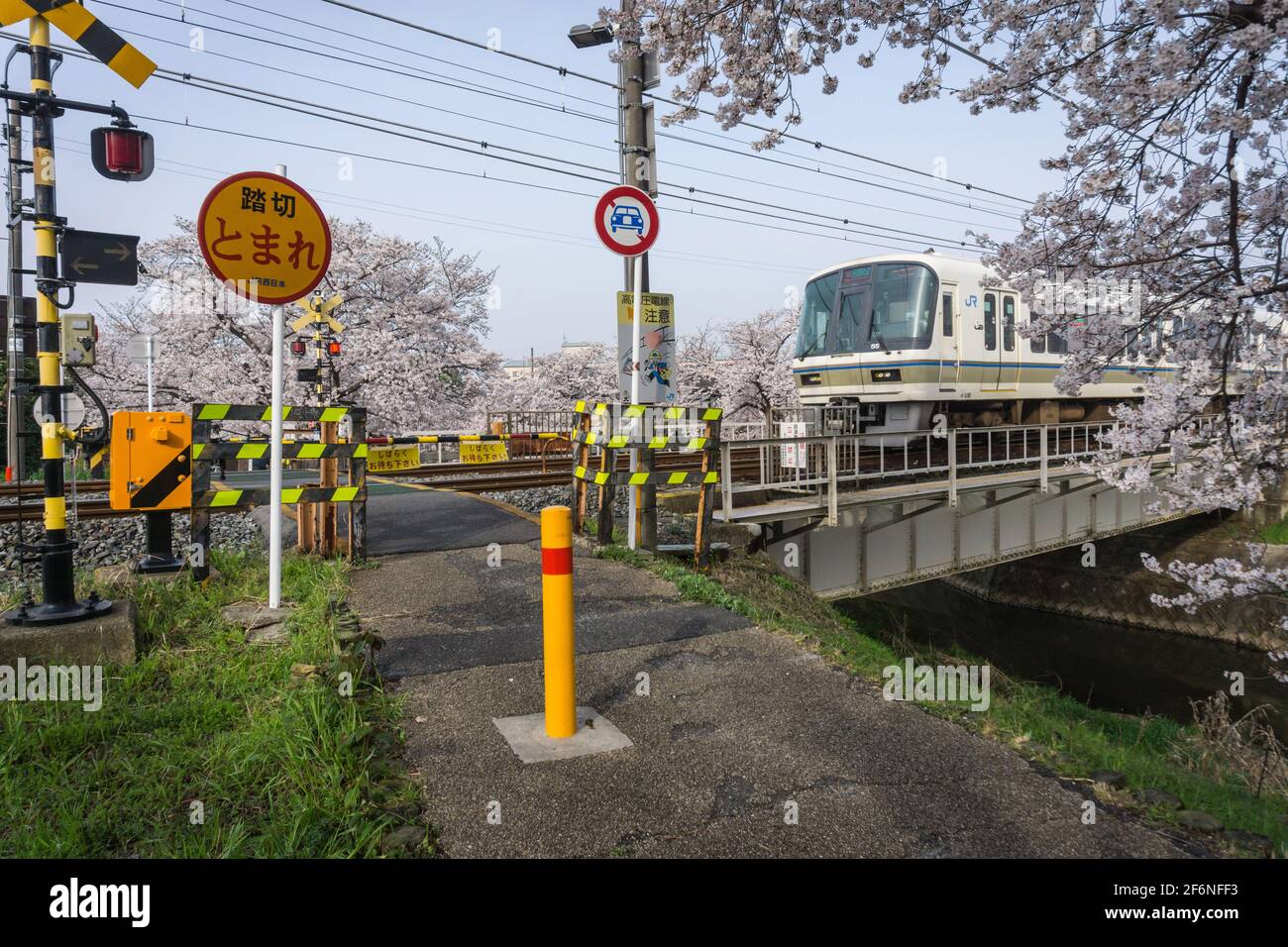 Un treno della serie JR Japan Railways 221 che passa attraverso un passaggio a livello e attraversa un piccolo fiume a Nara in primavera in Giappone. Fioritura dei ciliegi visibile. Foto Stock