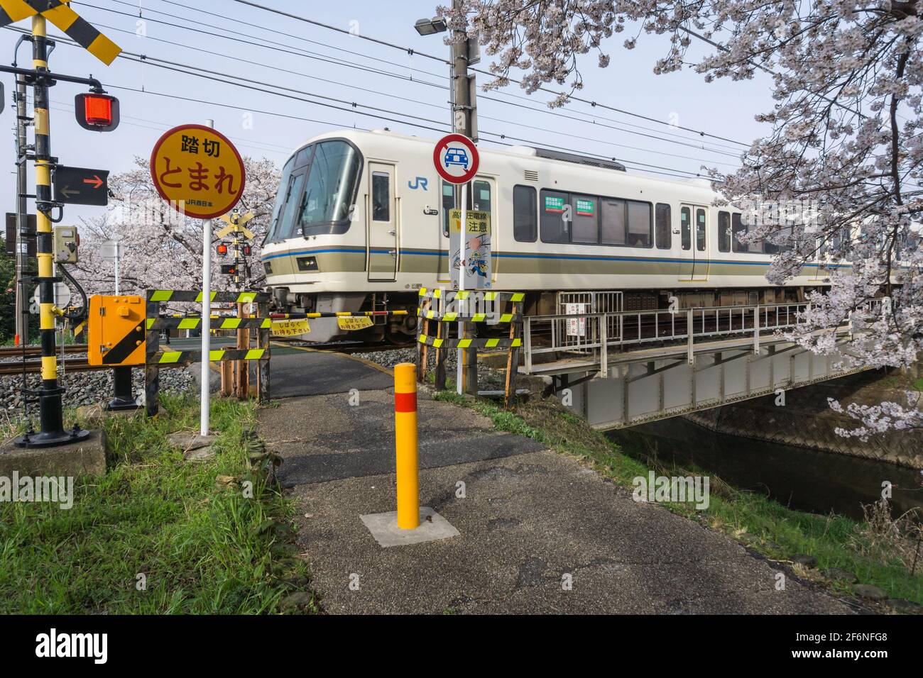 Un treno della serie JR Japan Railways 221 che passa attraverso un passaggio a livello e attraversa un piccolo fiume a Nara in primavera in Giappone. Fioritura dei ciliegi visibile. Foto Stock