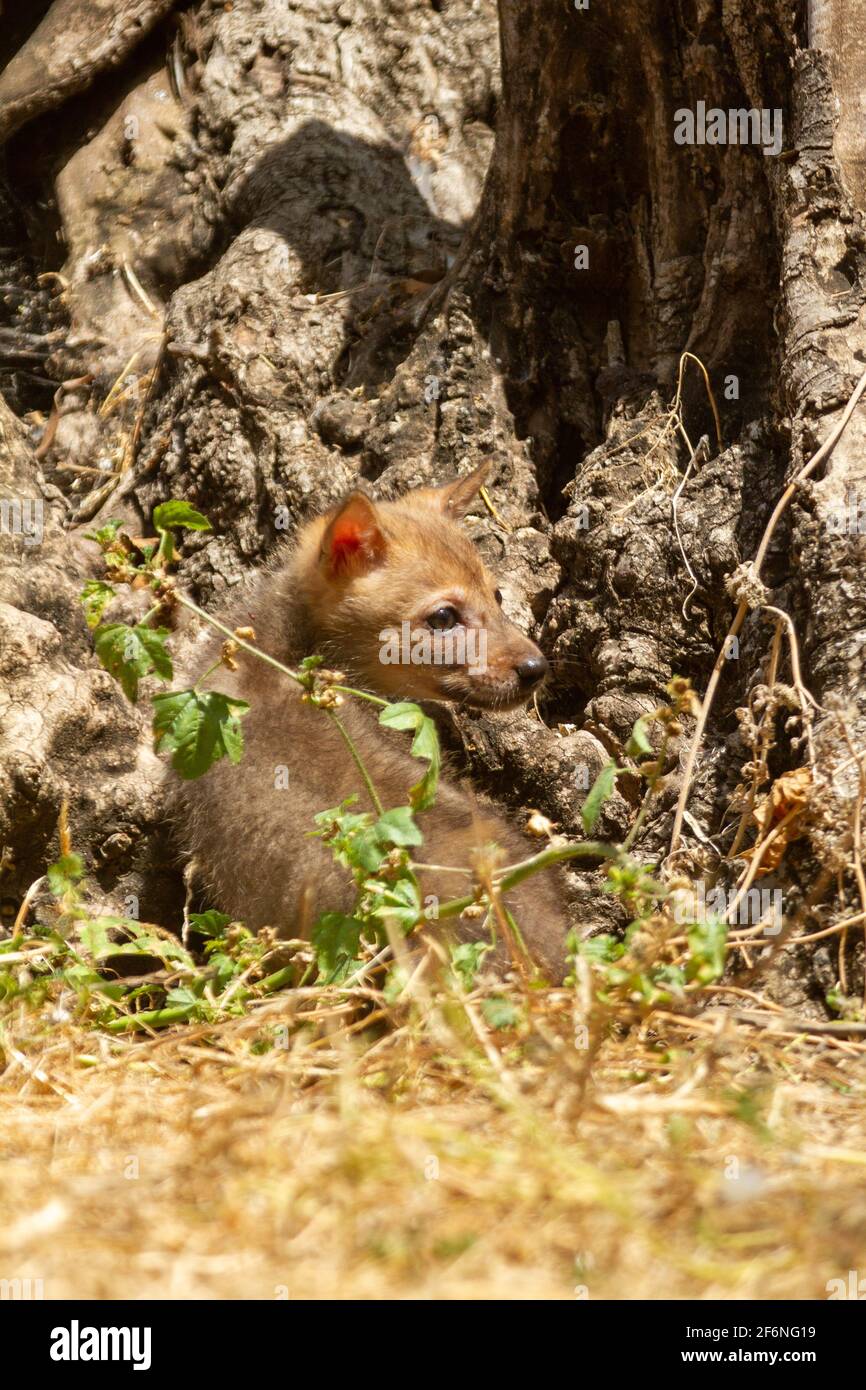 Curiosi cubici di un Jackal d'Oro (Canis aureus), chiamati anche il gioco di Jackal Asiatico, Orientale o comune vicino al loro den. Fotografato in Israele nel mese di giugno Foto Stock