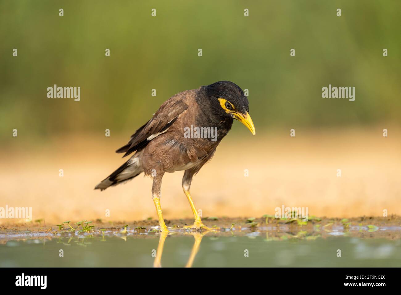 Myna comune (o Myna indiano Acridotheres tristis). Questo uccello è nativo di Asia meridionale tra Afghanistan e Sri Lanka. Il Myna è stato introdotto in Foto Stock