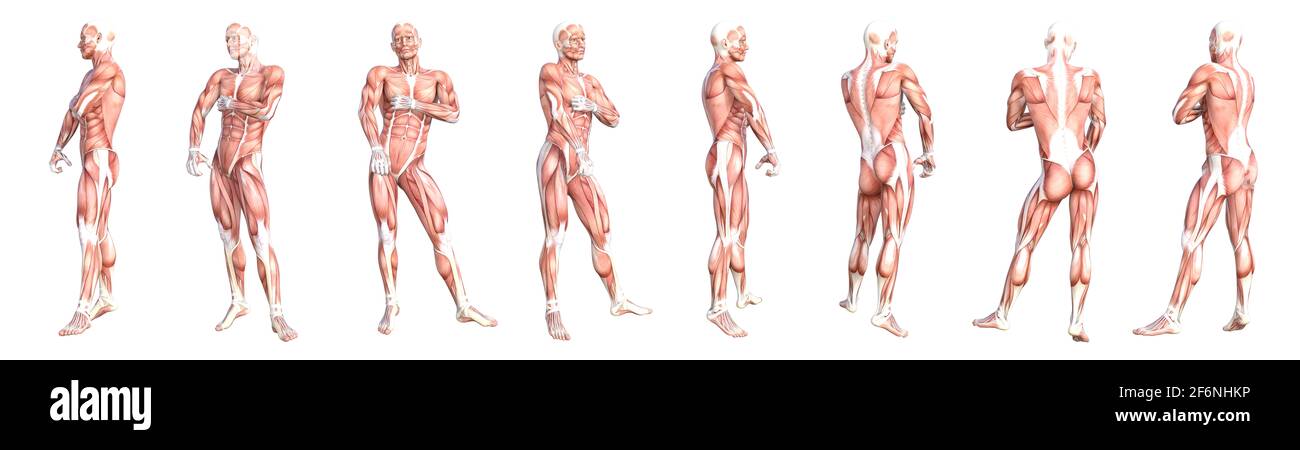 Anatomia concettuale sano skinless sistema muscolare del corpo umano set. Giovane adulto atletico che posa per l'educazione, lo sport di fitness, la medicina Foto Stock