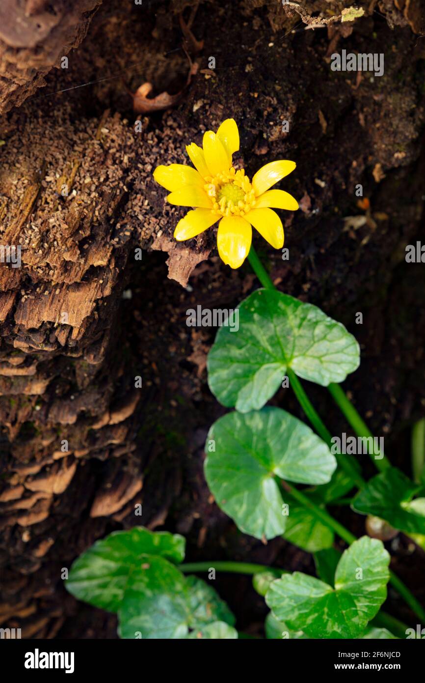 Celandine minore, ficaria verna, pilewart, singolo ritratto di fiori primaverili Foto Stock