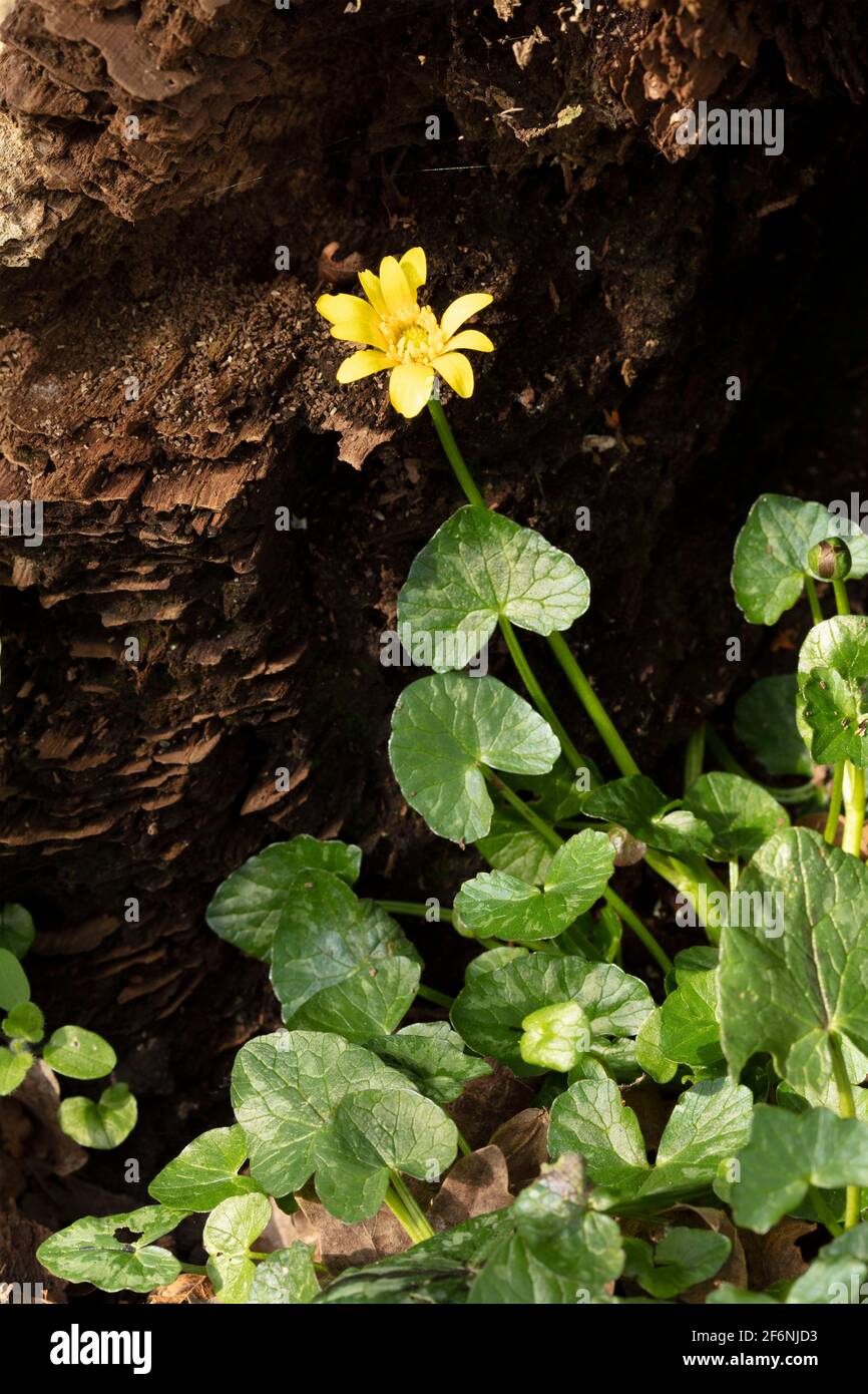 Celandine minore, ficaria verna, pilewart, singolo ritratto di fiori primaverili Foto Stock