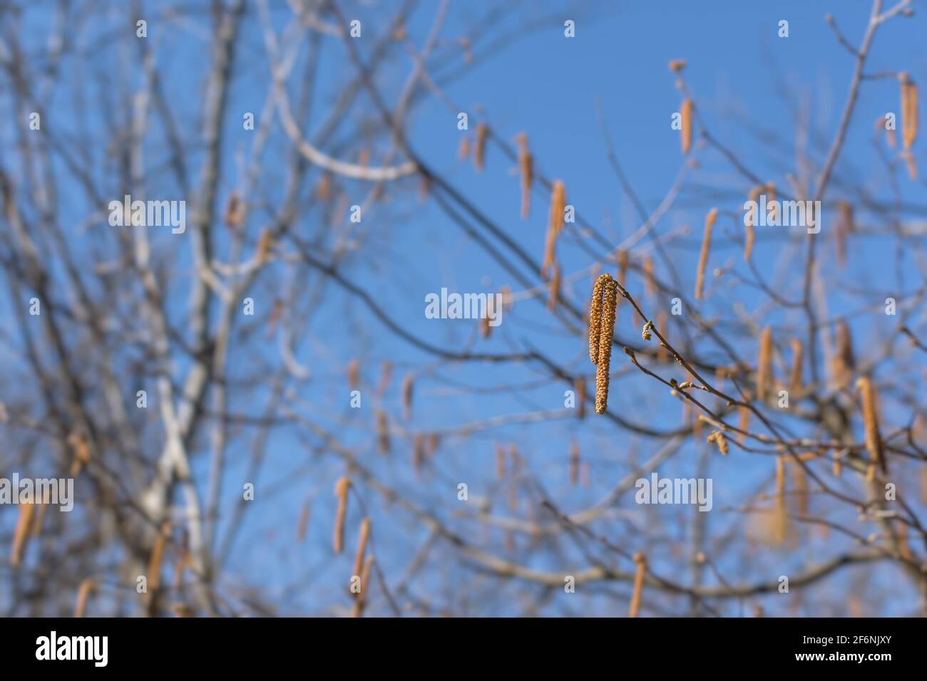 Catkins di betulla in primavera su un ramo senza foglie. Sfondo blu naturale. Il concetto di primavera. Giorno di sole luminoso. Il concetto di sondaggio di primavera Foto Stock