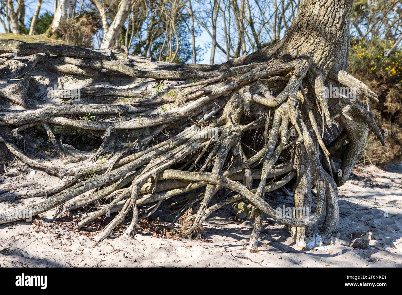 Tree Roots, RSPB Arne Riserva Naturale, Arne, Dorset, Regno Unito Foto Stock