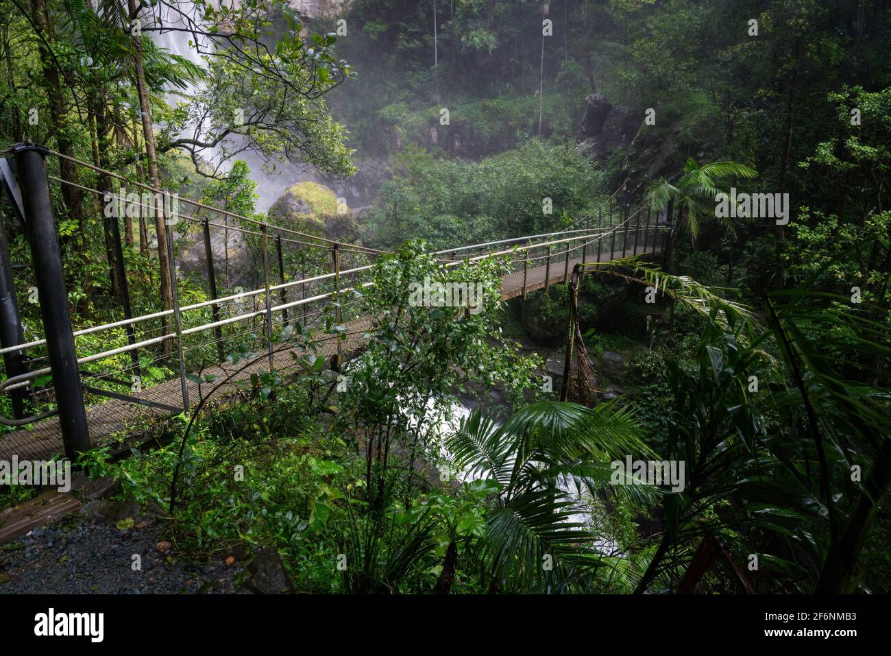 Un ponte sospeso nella foresta pluviale dello Springbrook Parco nazionale Foto Stock