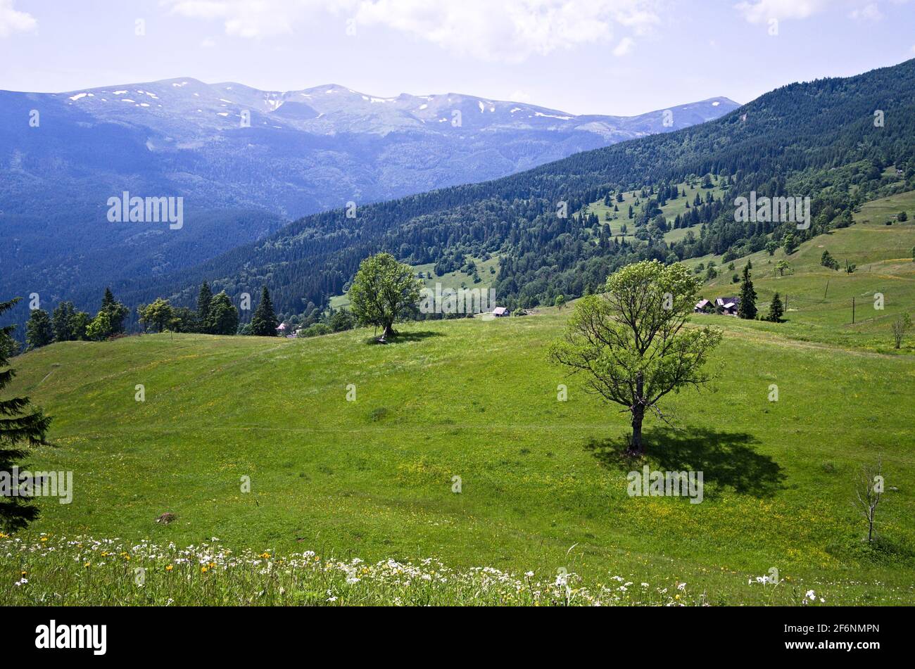 Verde prato alpino dei monti Carpazi. Alberi in primo piano e valle e catena montuosa sullo sfondo. Carpazi, Ucraina. Foto Stock