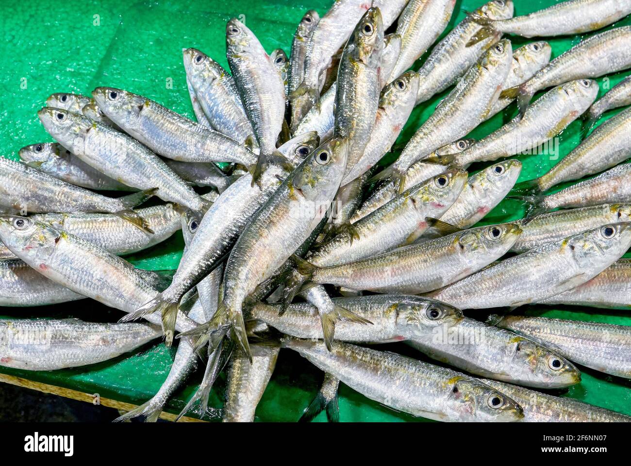 Primo piano di cattura di molte sardine in vendita, che si adagia su uno sfondo verde in una bancarella di mercato del venditore di pesce nelle Filippine, in Asia Foto Stock