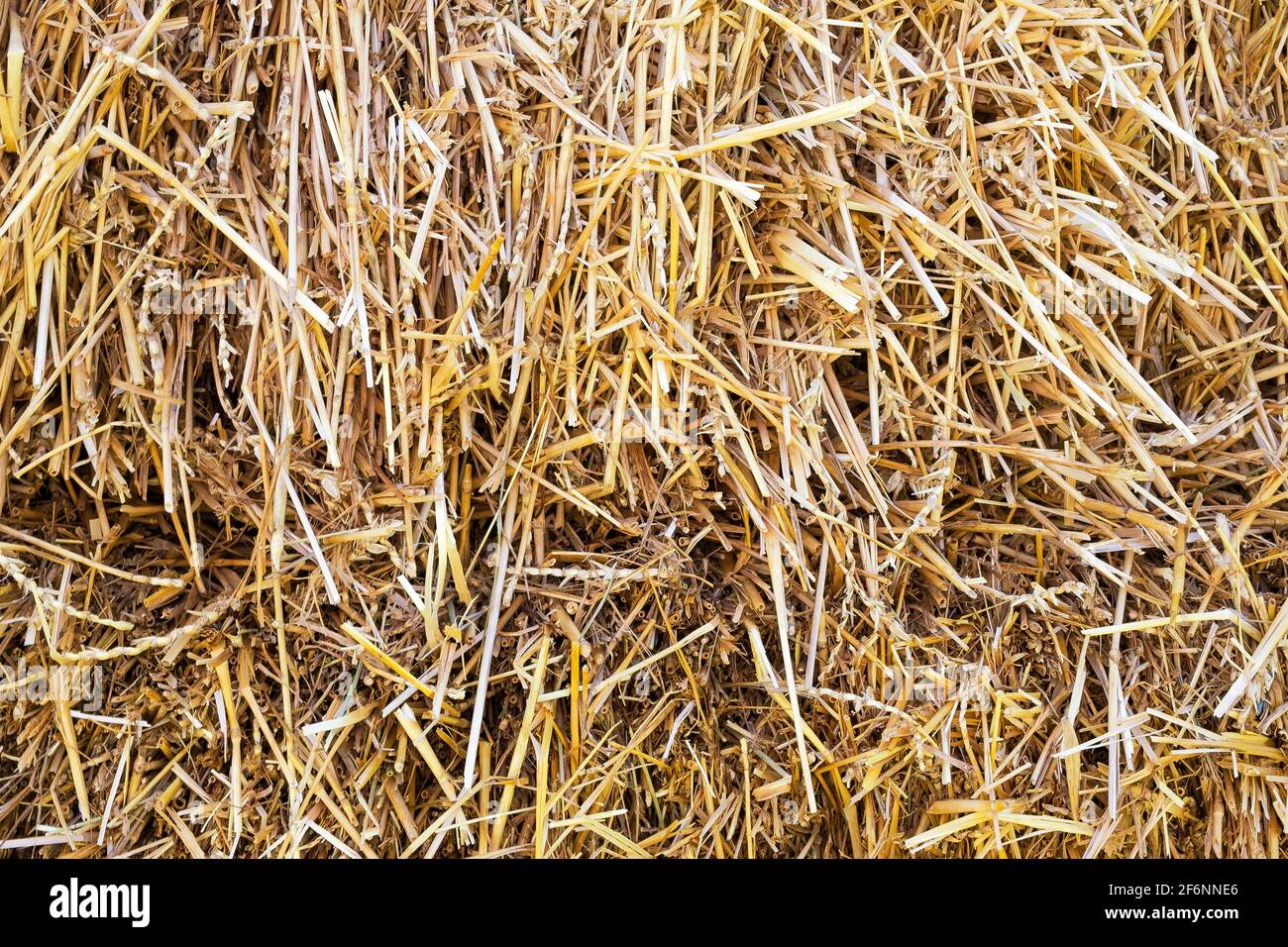 Texture fieno primo piano in colore. Mangia e cucciolata per mucche, cavalli, capre e pecore. Аgricultural sfondo. Foto Stock