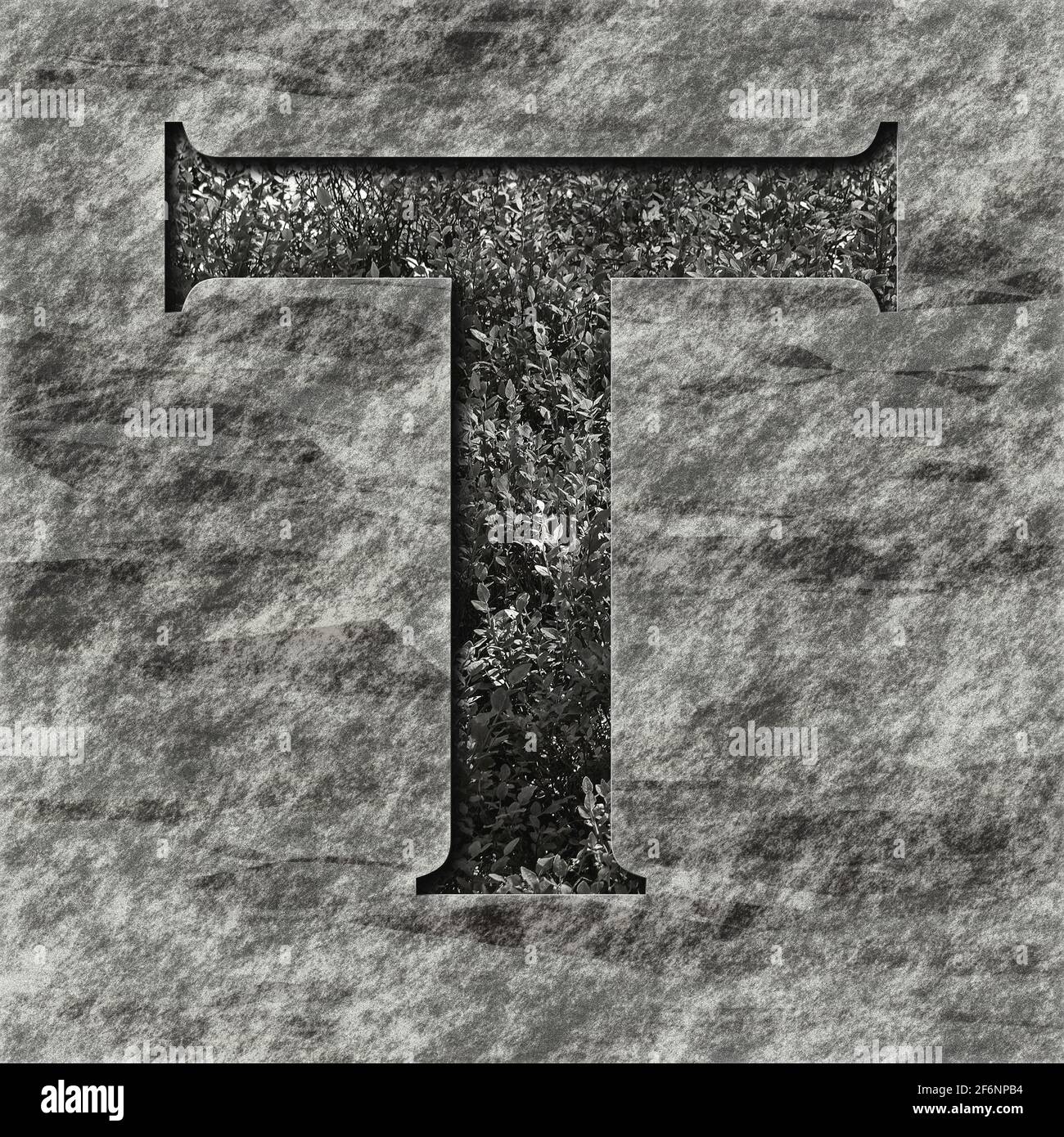 Grafica quadrata: Lettera maiuscola con il carattere maiuscolo T, un rilievo profondo su pietra piena di piante Foto Stock