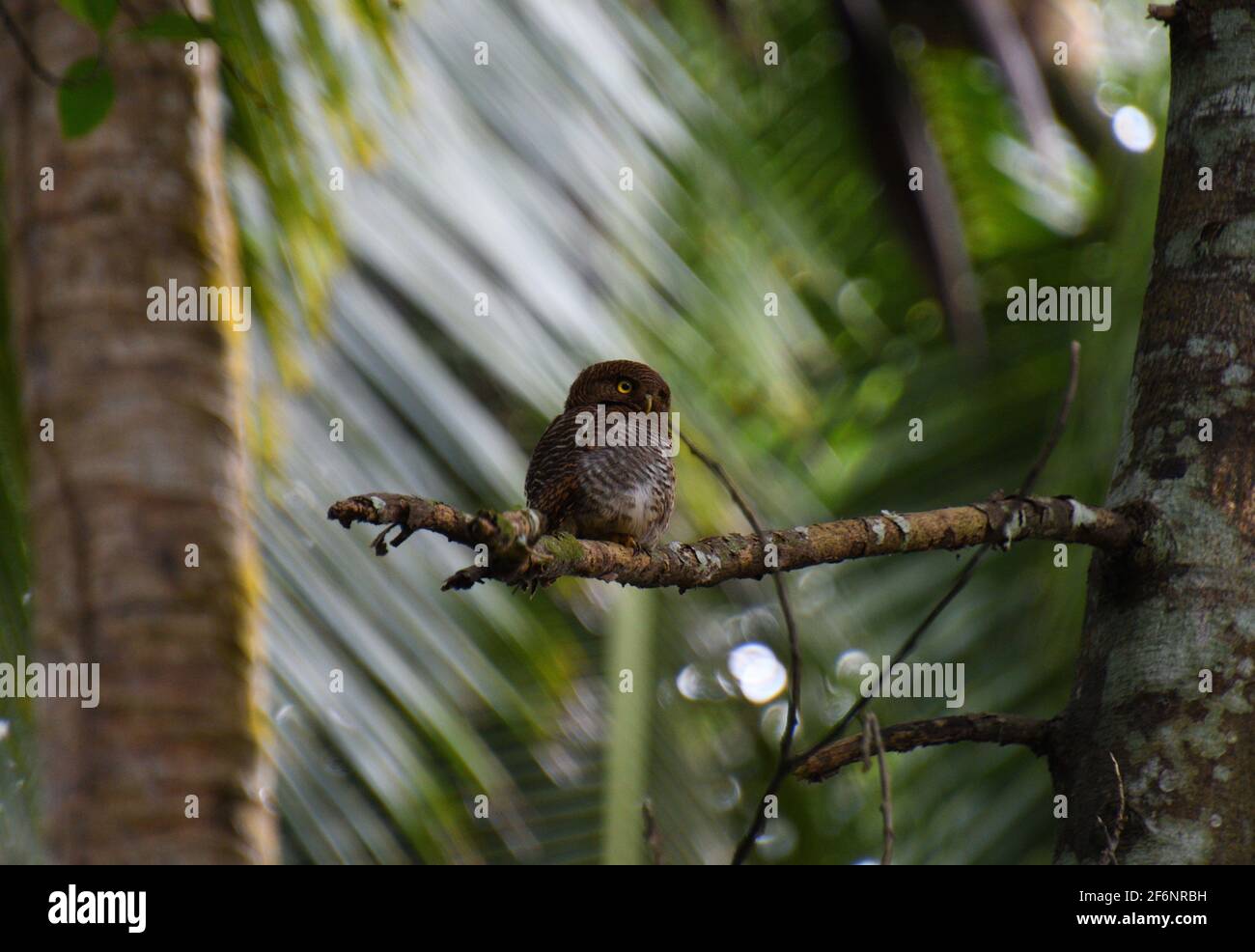 jungle owlet arroccato su un ramo asciutto Foto Stock