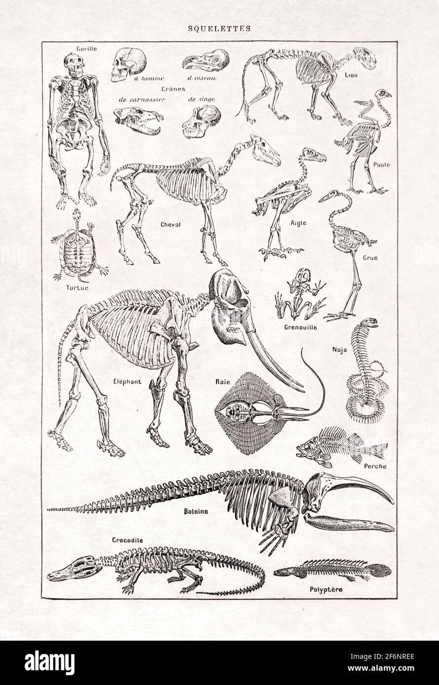 Vecchia illustrazione sugli scheletri di Paul de Laubadère stampata Nel dizionario francese 'Dictionnaire complet Illustré' dell'editore Larousse in 1 Foto Stock