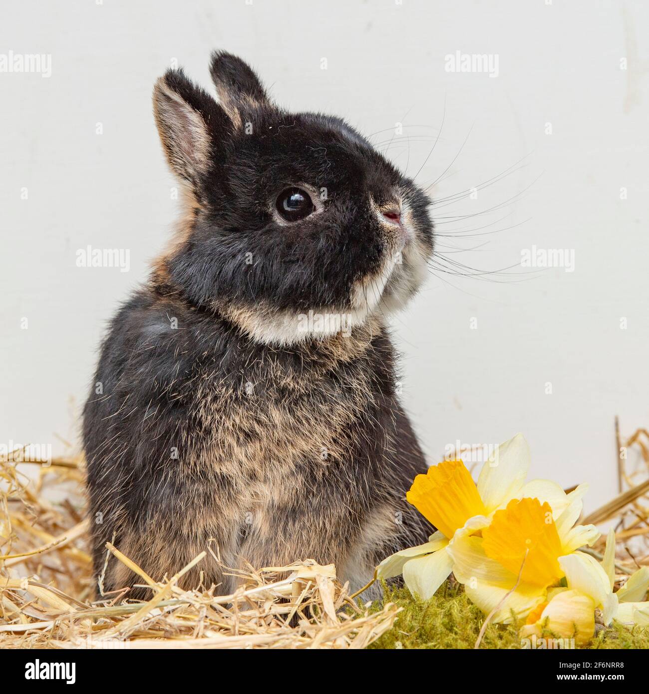 Netherland Dwarf Rabbit Foto Stock