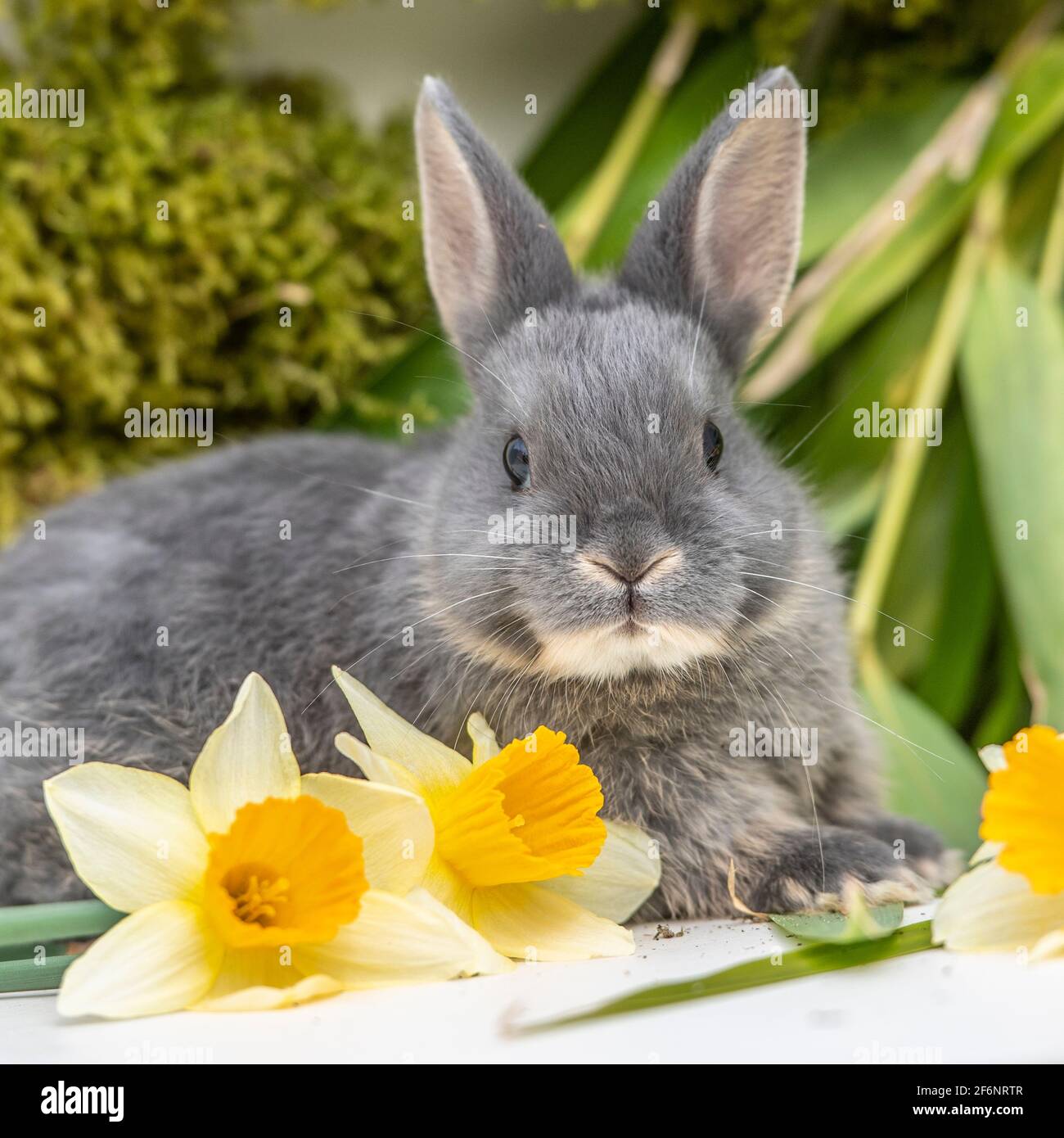 Coniglio nano olandese con fiori di pasqua Foto Stock