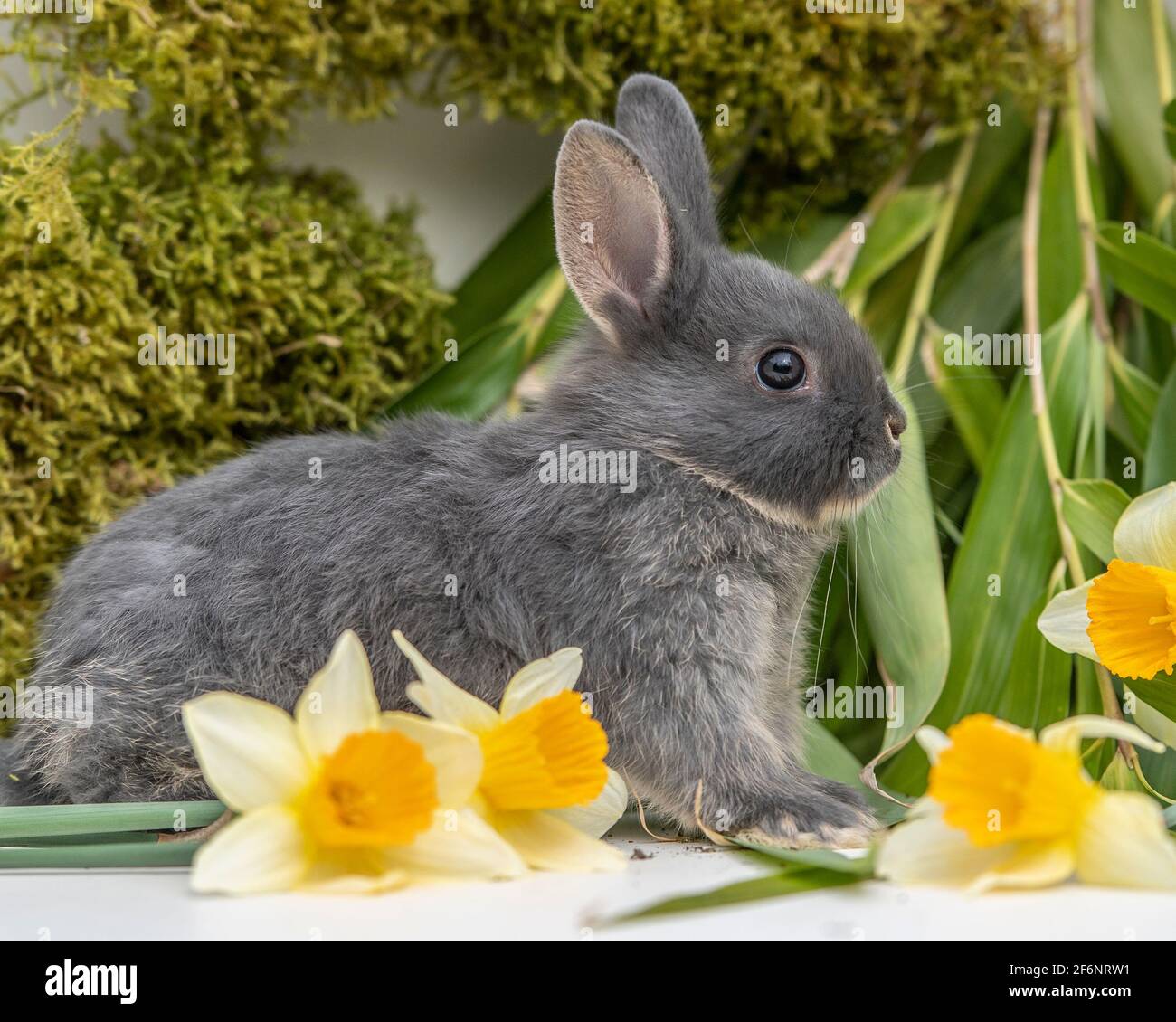 Coniglio nano olandese con fiori di pasqua Foto Stock