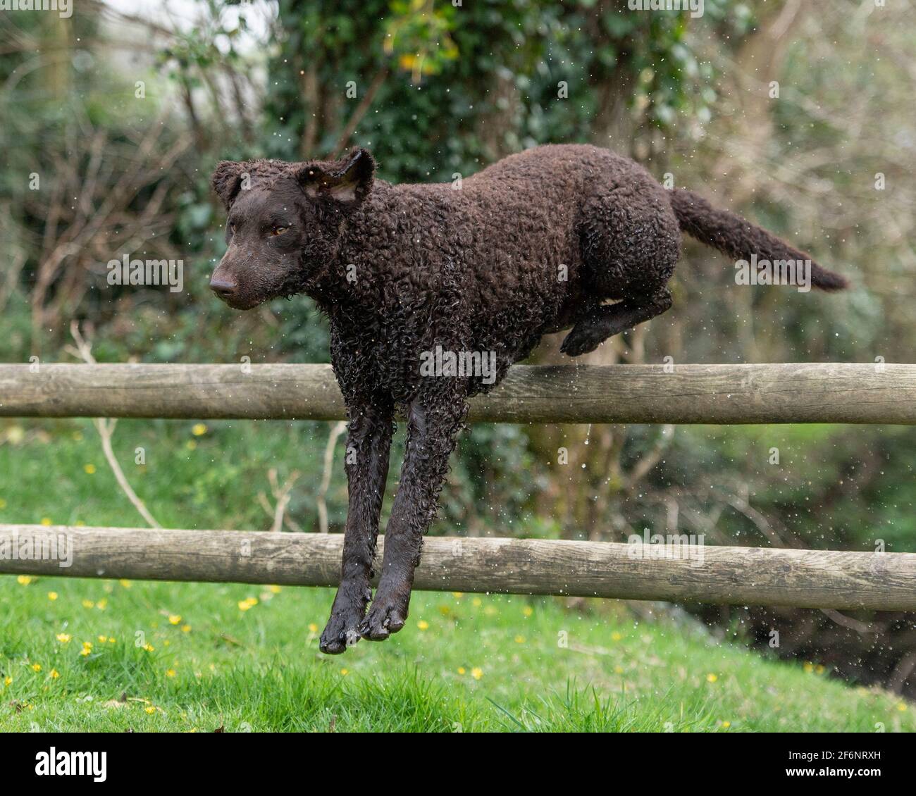 Riccamente rivestito retriever cane Foto Stock