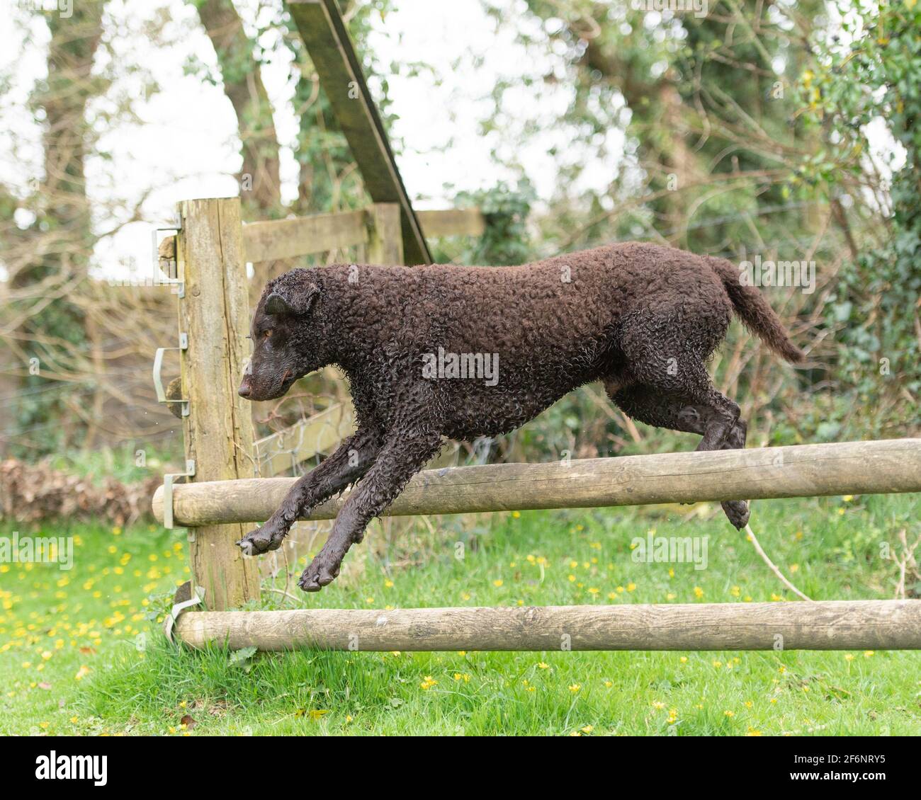 Riccamente rivestito retriever cane Foto Stock