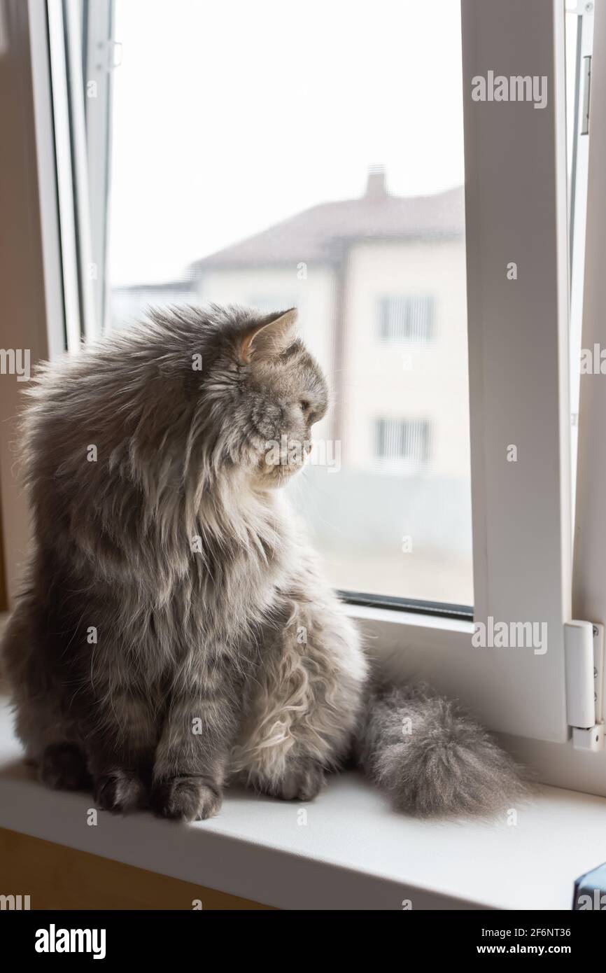 Un soffice gatto scozzese si affaccia sulla finestra. Il gattino si siede sul davanzale e guarda con attenzione. Occhi arancioni e baffi lunghi. Un serio, thoung Foto Stock