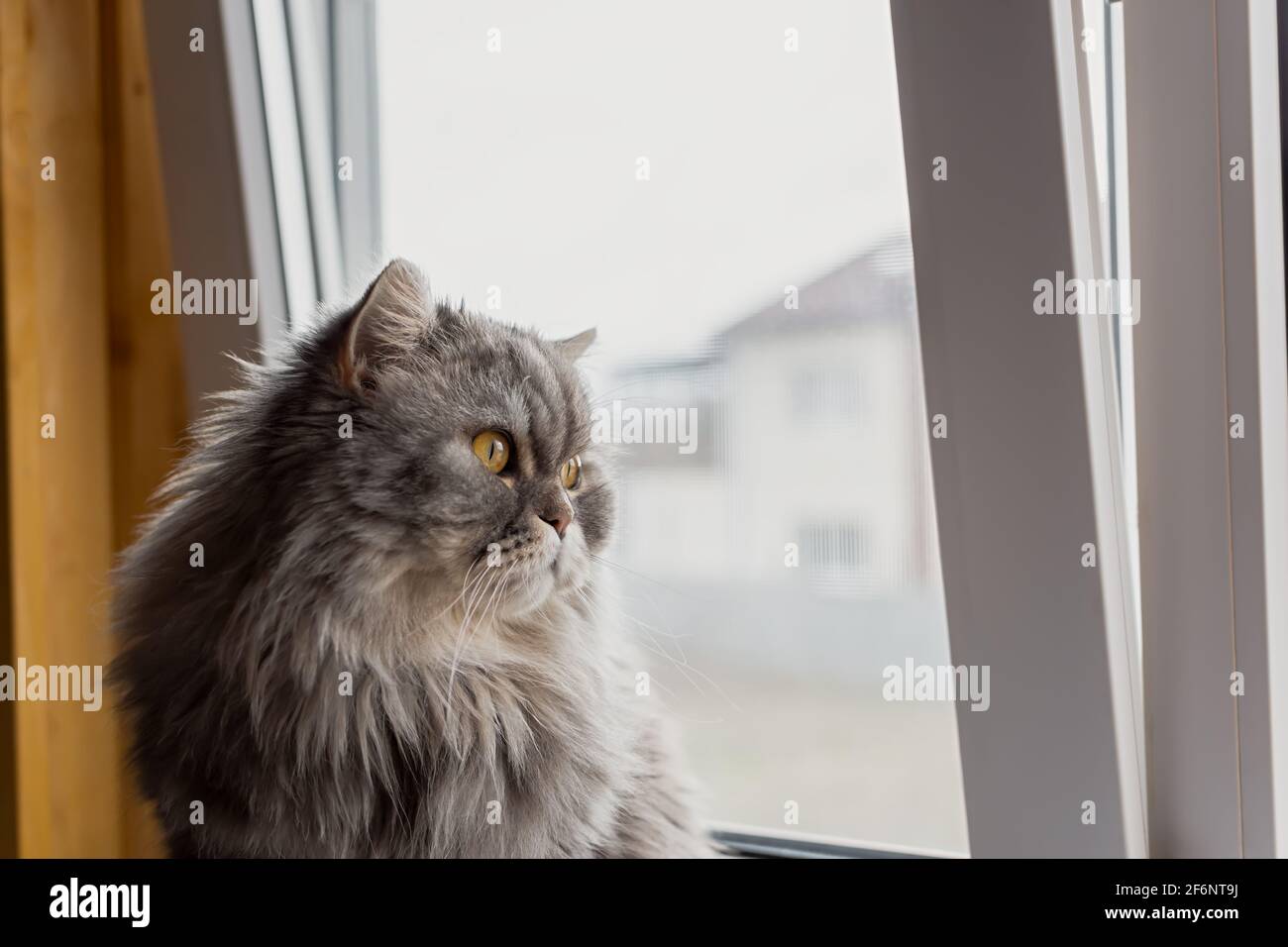Un soffice gatto scozzese si affaccia sulla finestra. Il gattino si siede sul davanzale e guarda con attenzione. Occhi arancioni e baffi lunghi. Un serio, thoung Foto Stock