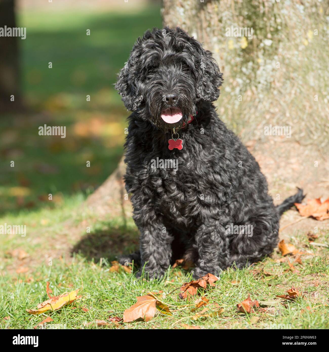 Cane cockapoo Foto Stock