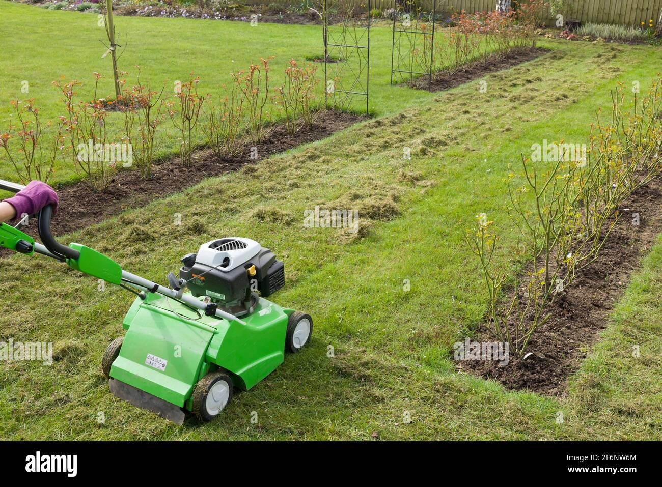 Donna che scarifica un prato da giardino con un scarificatore. Scarificazione di erba erbosa, un lavoro di manutenzione di giardino primaverile in Inghilterra, Regno Unito Foto Stock