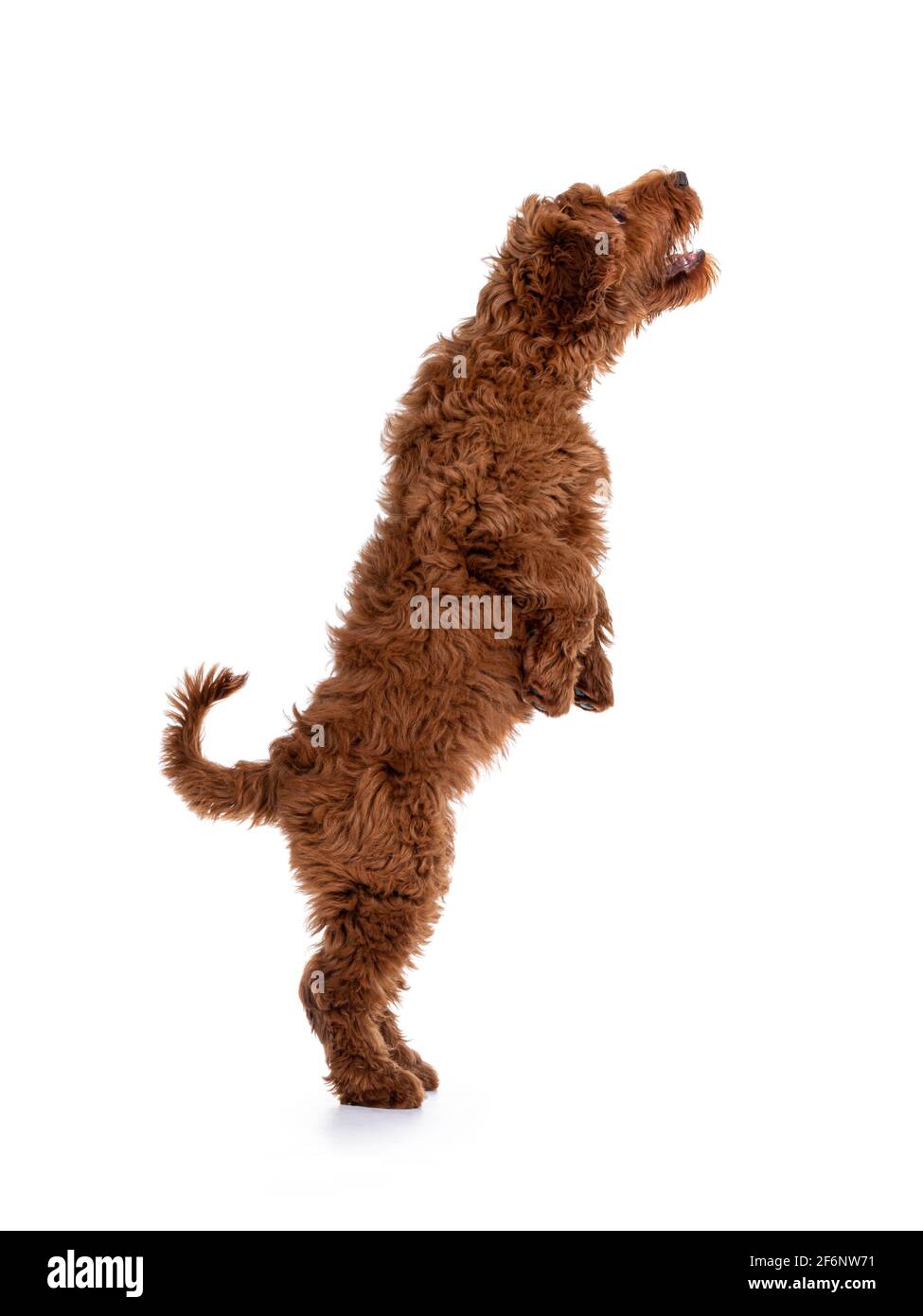 Vista laterale dell'adorabile cucciolo rosso Cobberdog aka Labradoodle cane, saltando in su. Isolato su sfondo bianco. Foto Stock