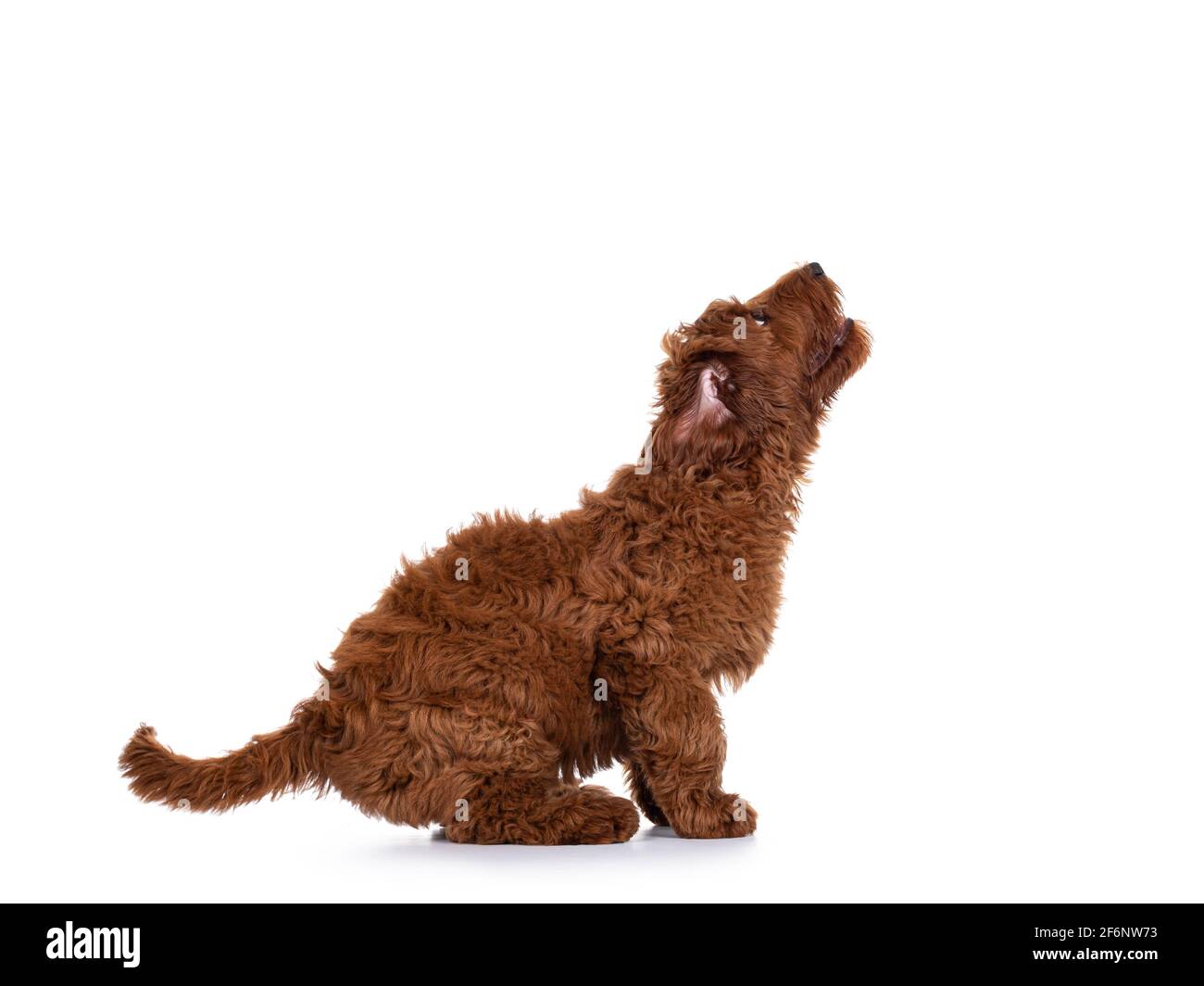 Vista laterale dell'adorabile cucciolo rosso di cane di Labradoodle aka Cobberdog, preparandosi a saltare. Isolato su sfondo bianco. Foto Stock