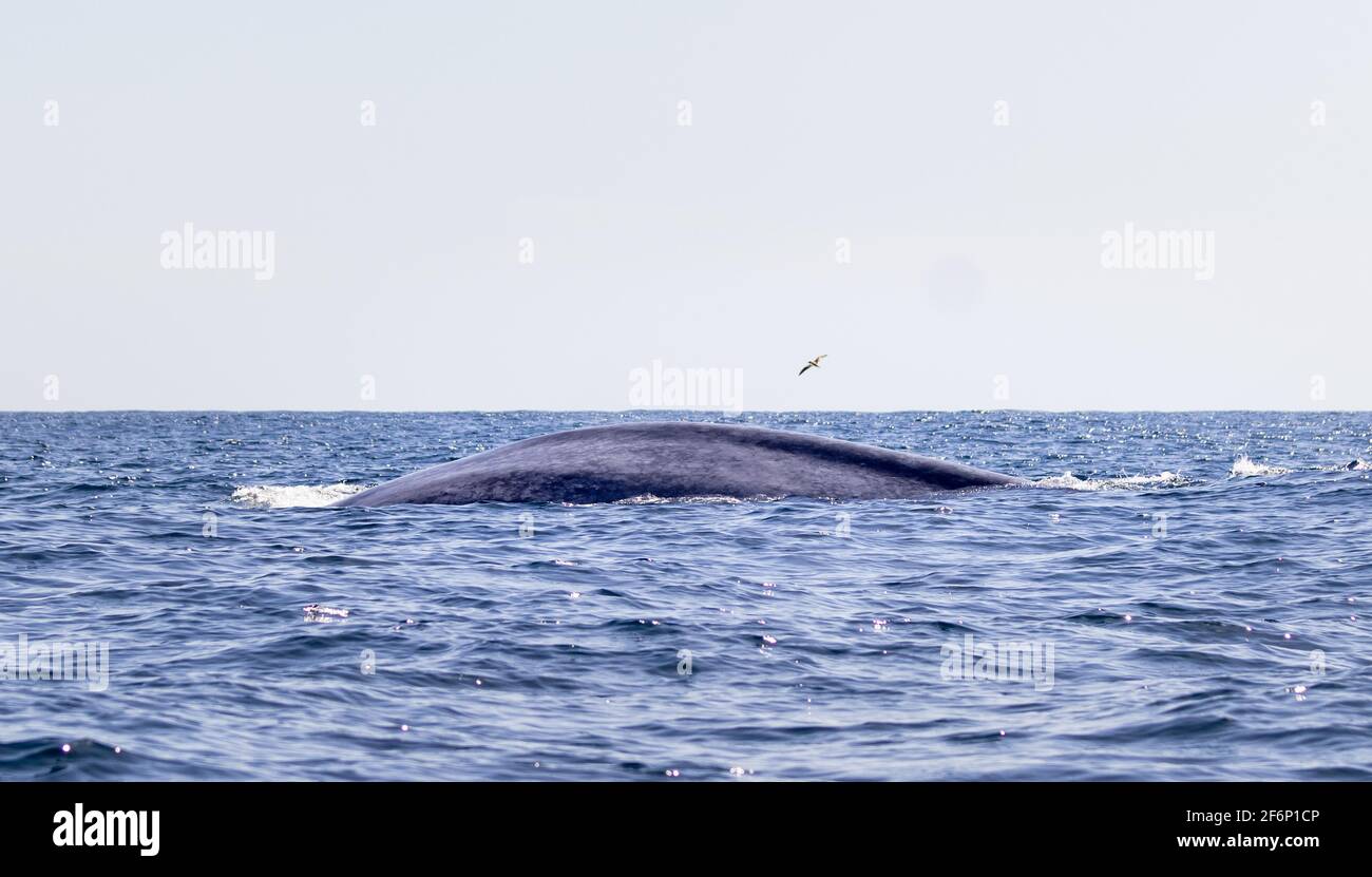 Balena blu sulla superficie dell'acqua, respiro, isole Azzorre. Foto Stock