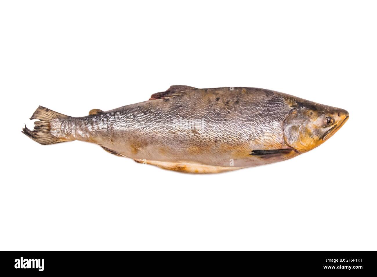 Vecchio pesce malsano di scarsa qualità isolato su fondo bianco, grasso sottocutaneo ossidato. Foto Stock