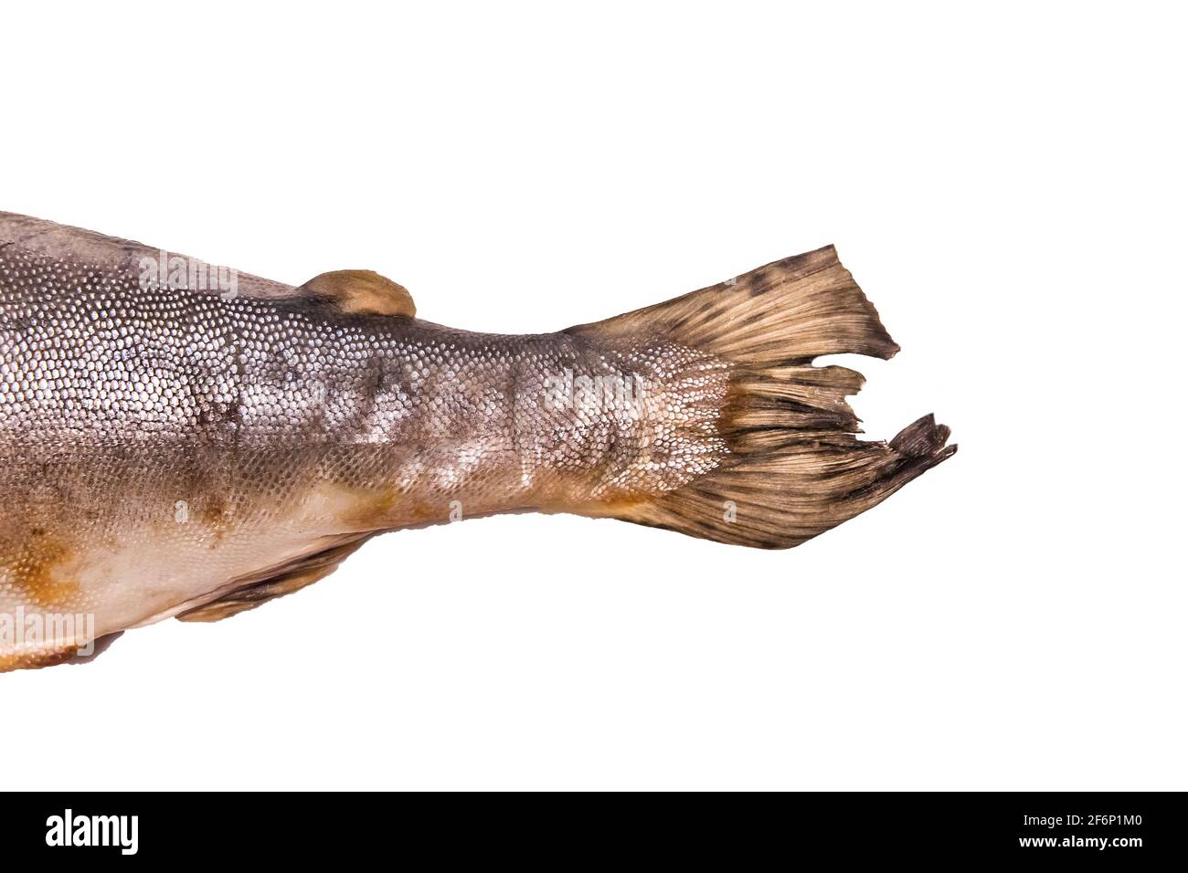 Coda di pesce di bassa qualità isolata su fondo bianco, grasso sottocutaneo ossidato. Foto Stock