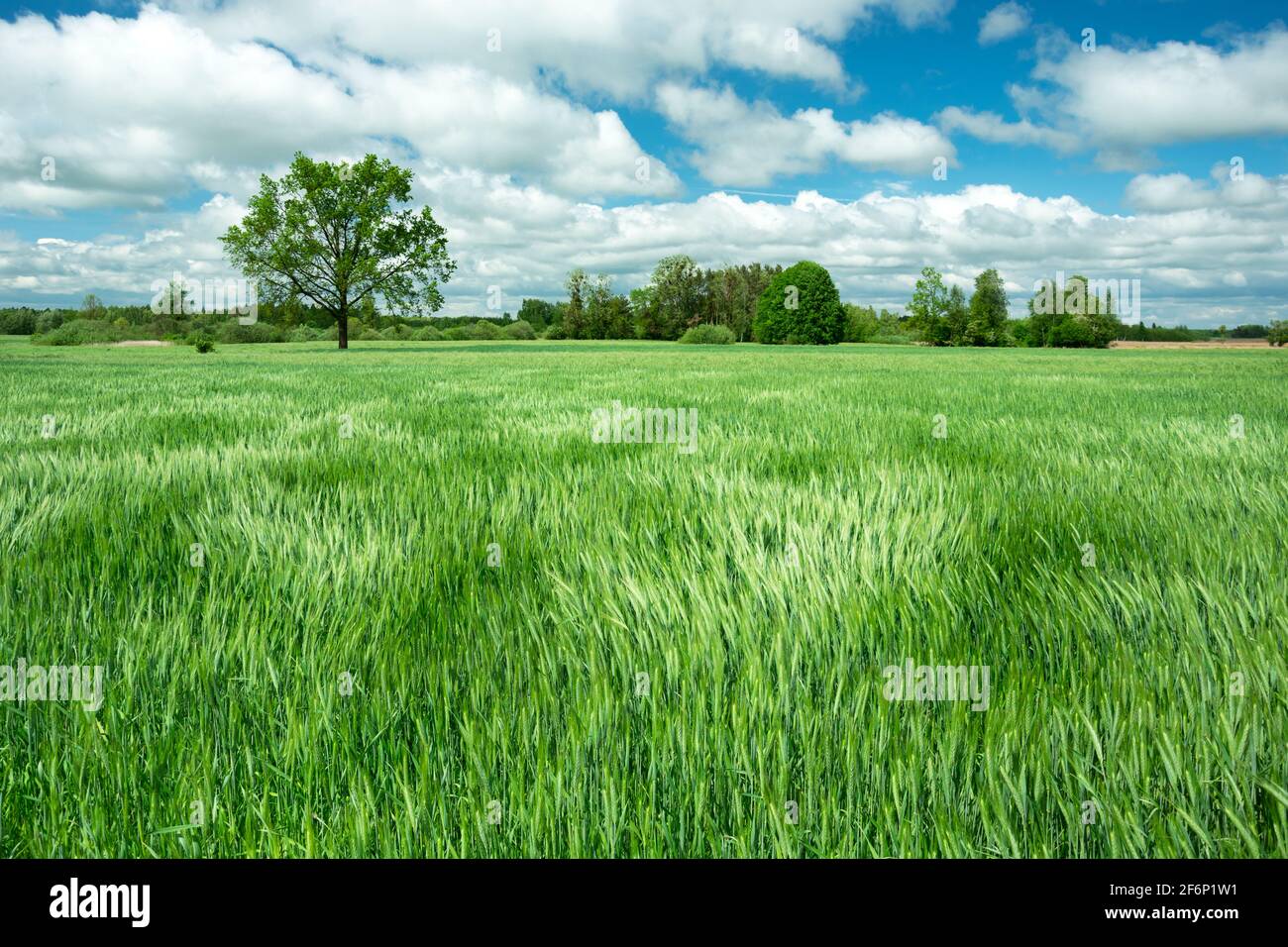 Vento nel campo con grano verde, primavera vista rurale Foto Stock