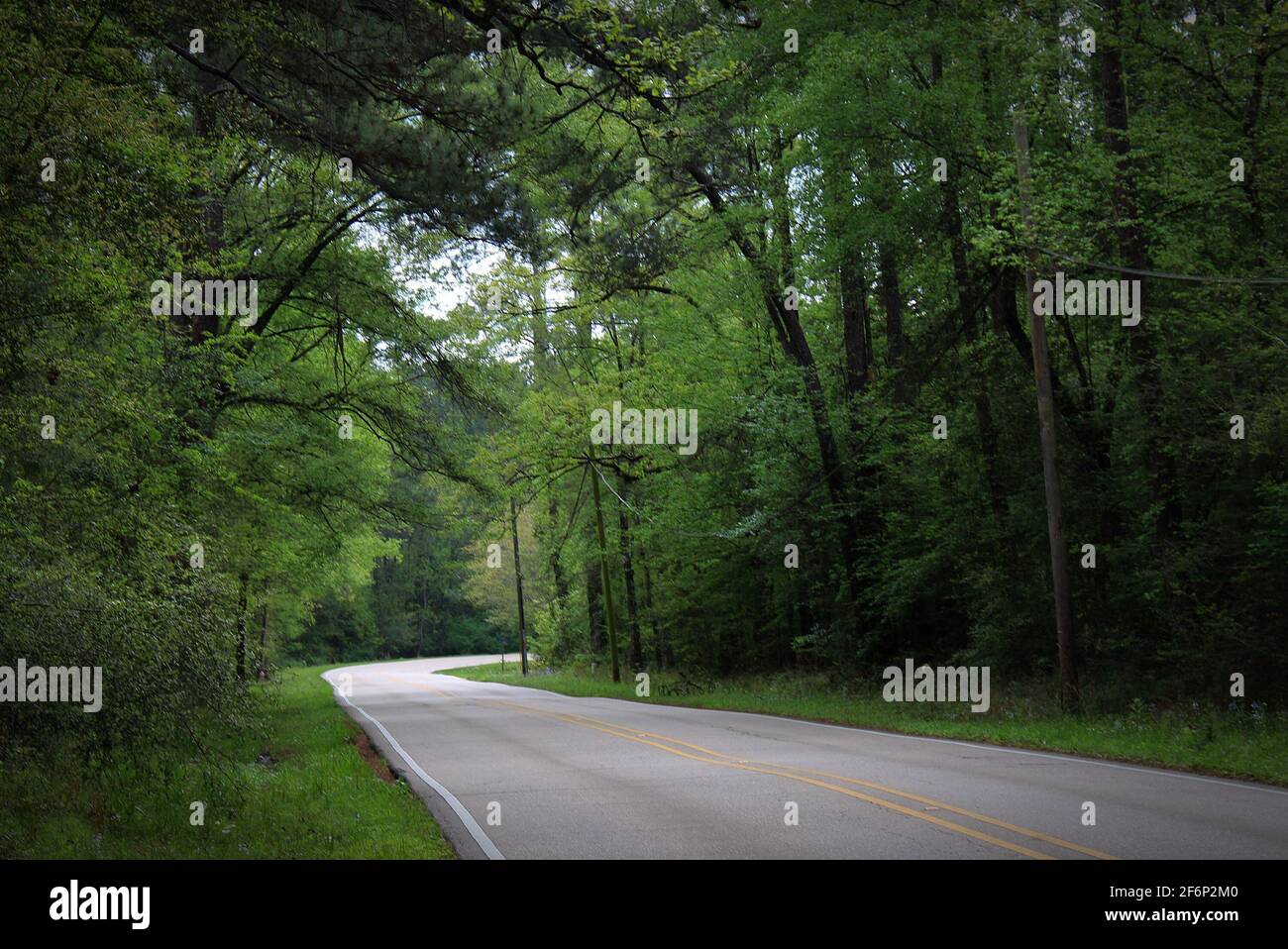 una strada di campagna che si incurva più in profondità nella foresta Foto Stock