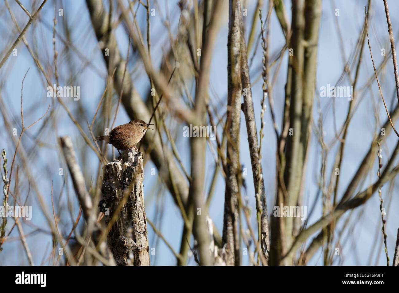 Wren chiama, tweet in primavera. Foto Stock