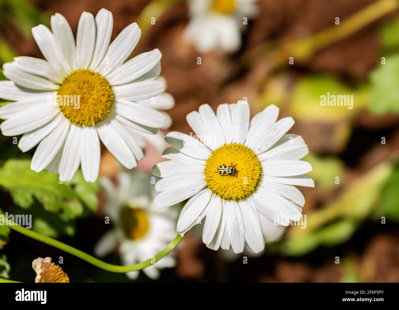 Lady Bird su Daisy Foto Stock