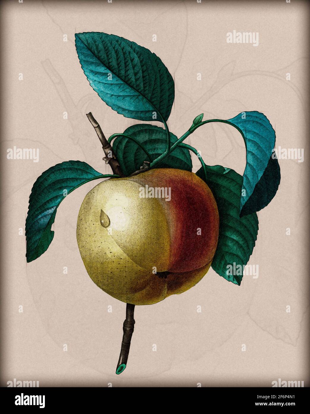 Dipinto a mano del XIX secolo incisione illustrazione di un Calville Bianco (mela) di Pierre-Joseph Redoute. Pubblicato su Choix Des Plus Belles Fleurs, pari Foto Stock