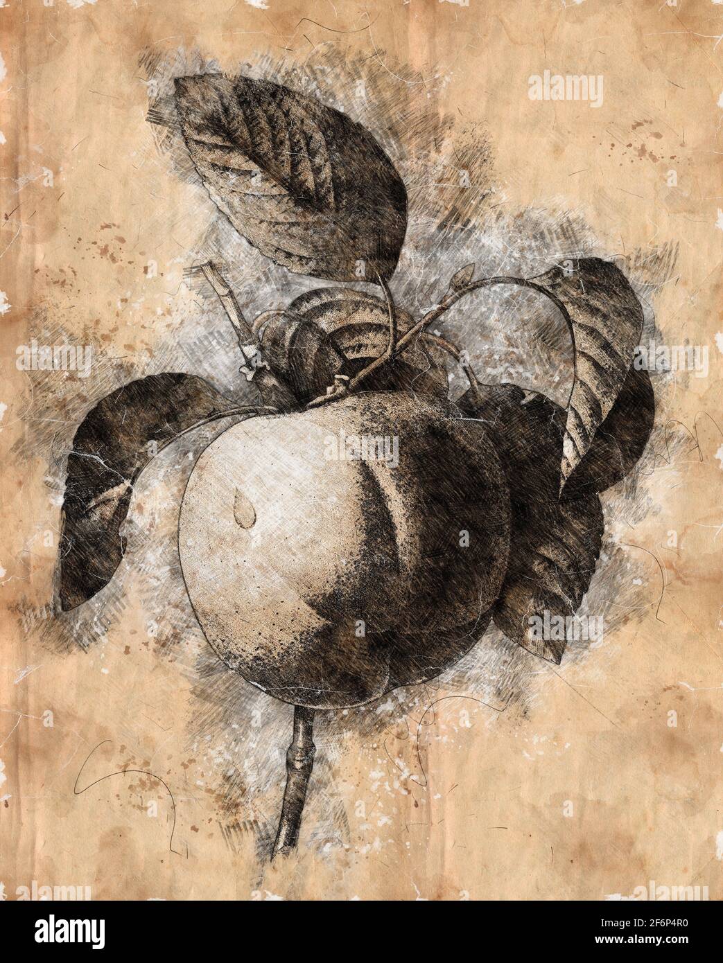Immagine migliorata digitalmente di un dipinto a mano del XIX secolo Engraving illustrazione di un Calville Blanc (Apple) di Pierre-Joseph Redoute. Pubblicato su Choi Foto Stock