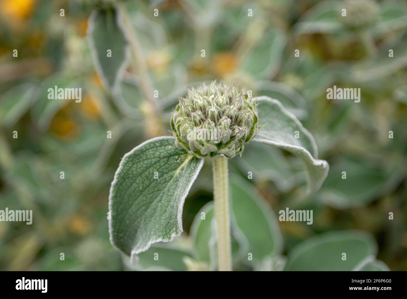 Phlomis frutticosa o germogli di salvia di Gerusalemme sullo sfondo sfocato Foto Stock